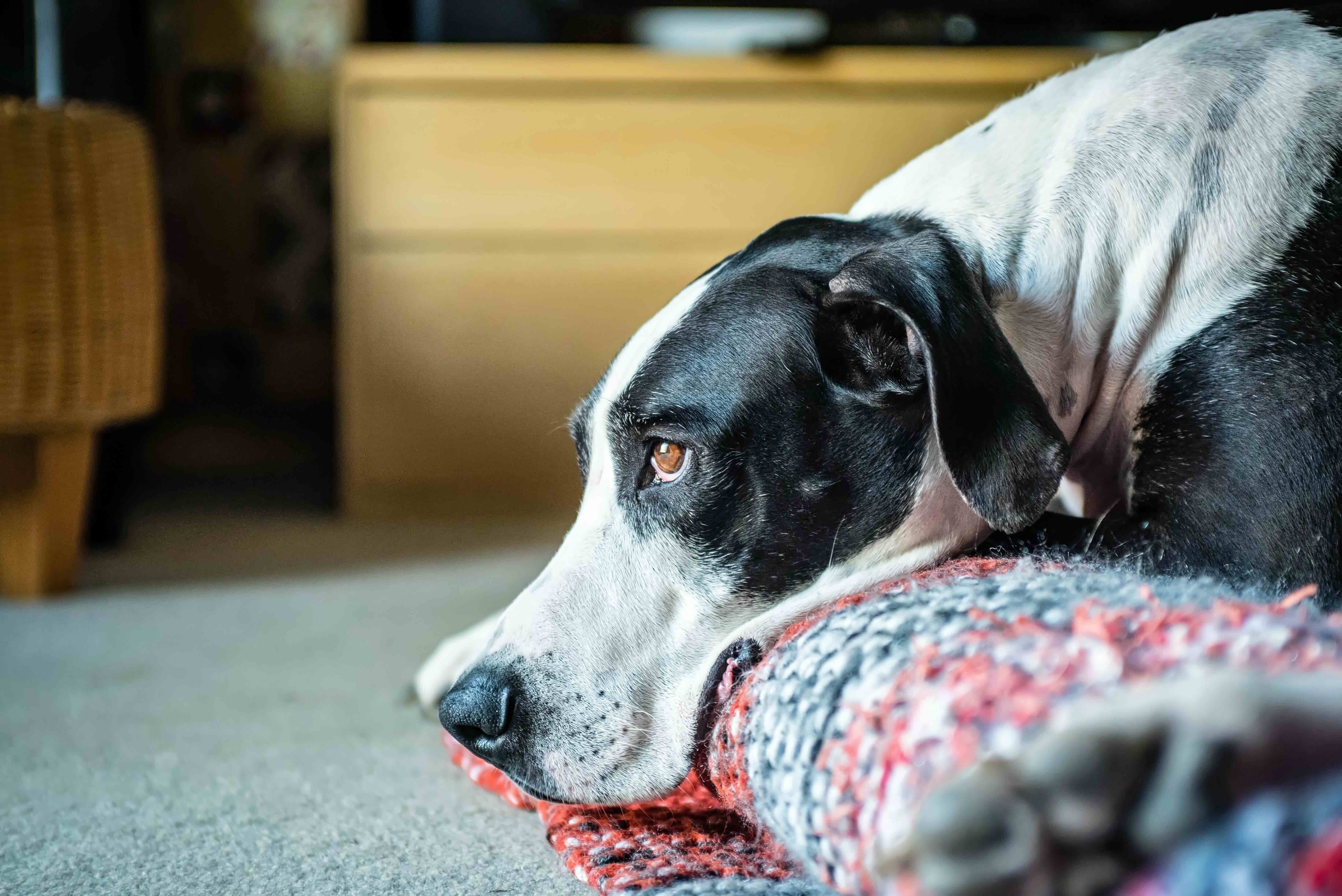 close-up of a black and white great dane's face as he lies in a dog bed