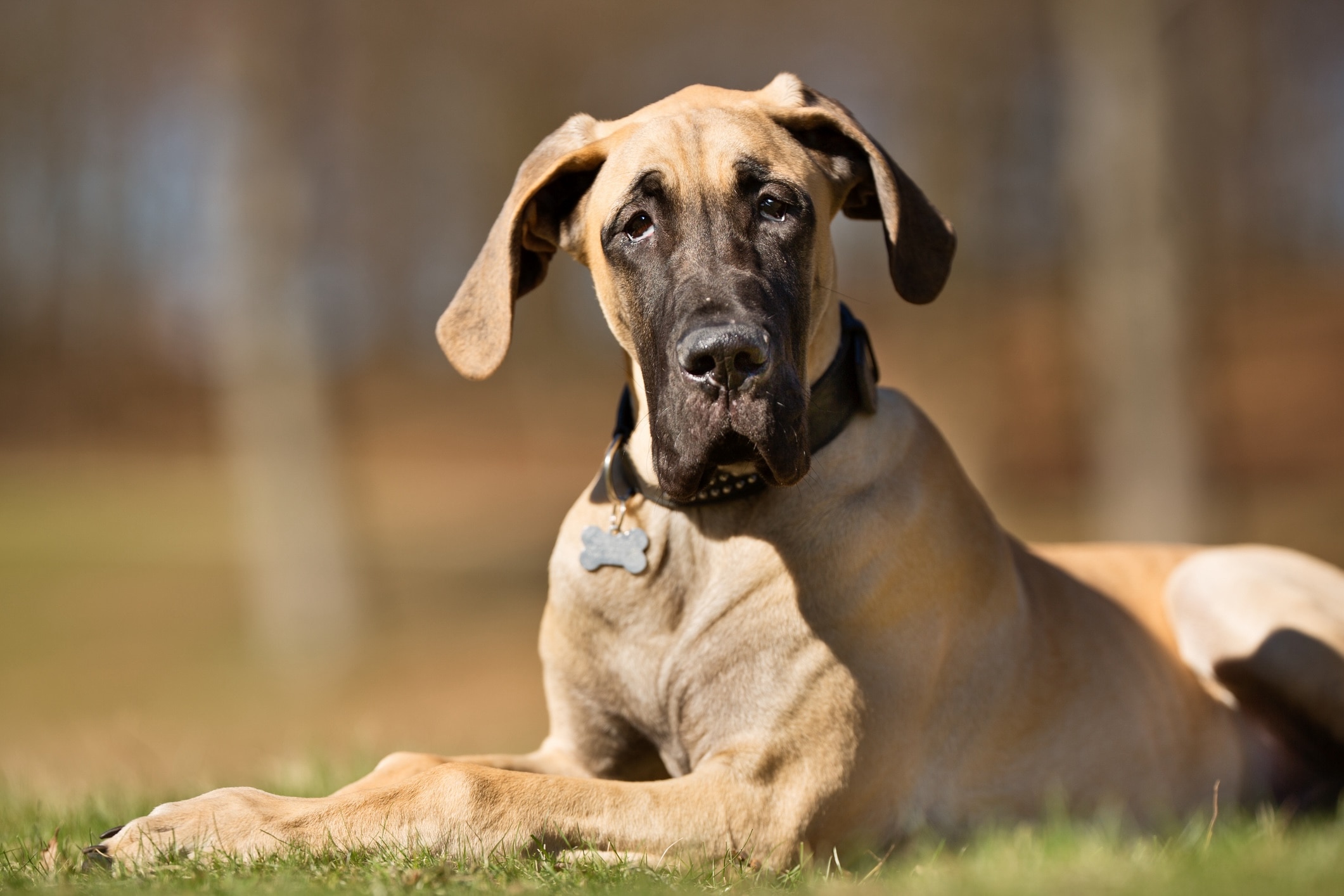 Human food for great danes best sale