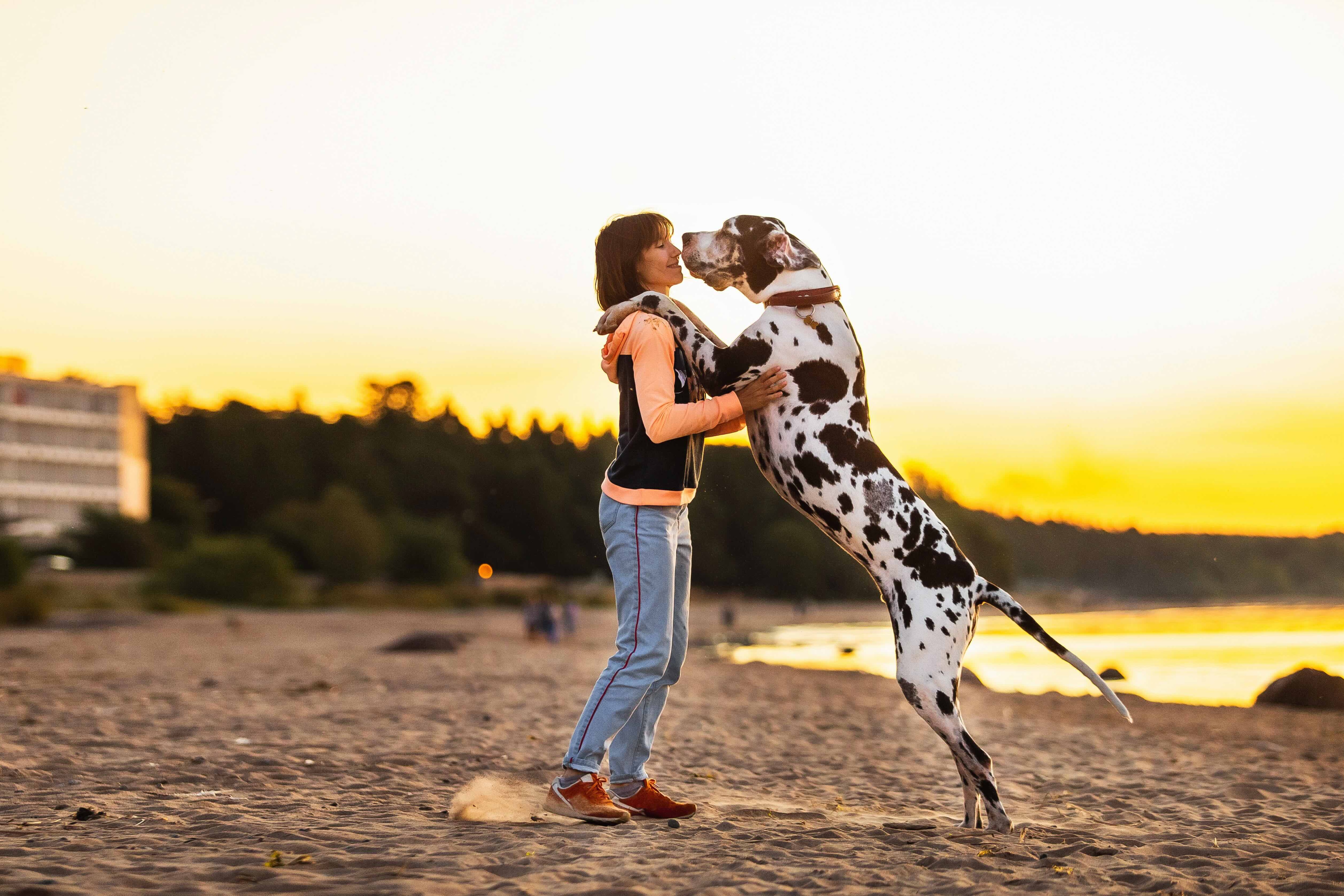 tall black and white great dane standing on a beach with his front paws on a woman's shoulders