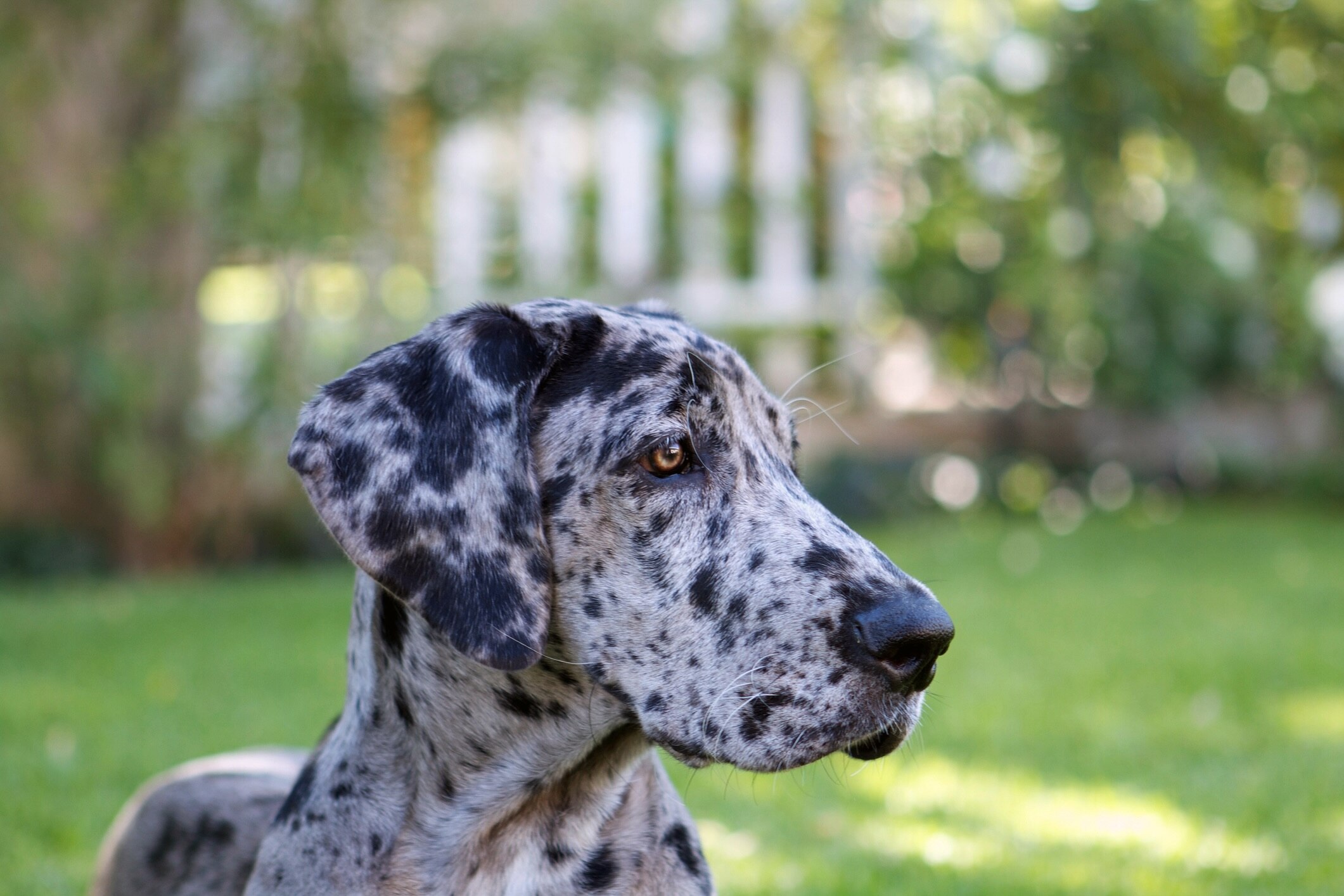 Merle great dane health issues best sale