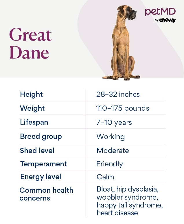 chart depicting a great dane's breed characteristics