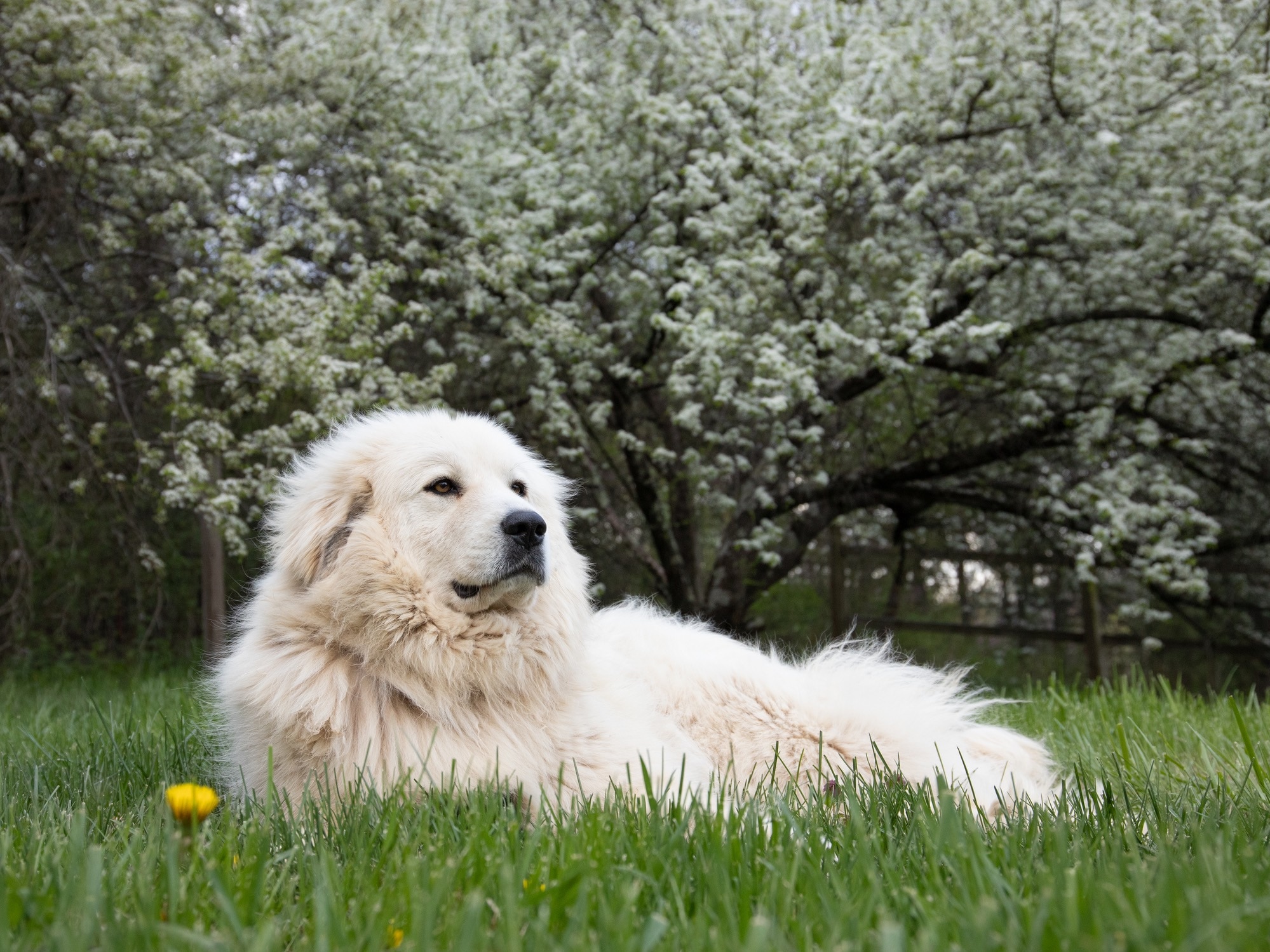 white great pyrenees dog lounging under a tree