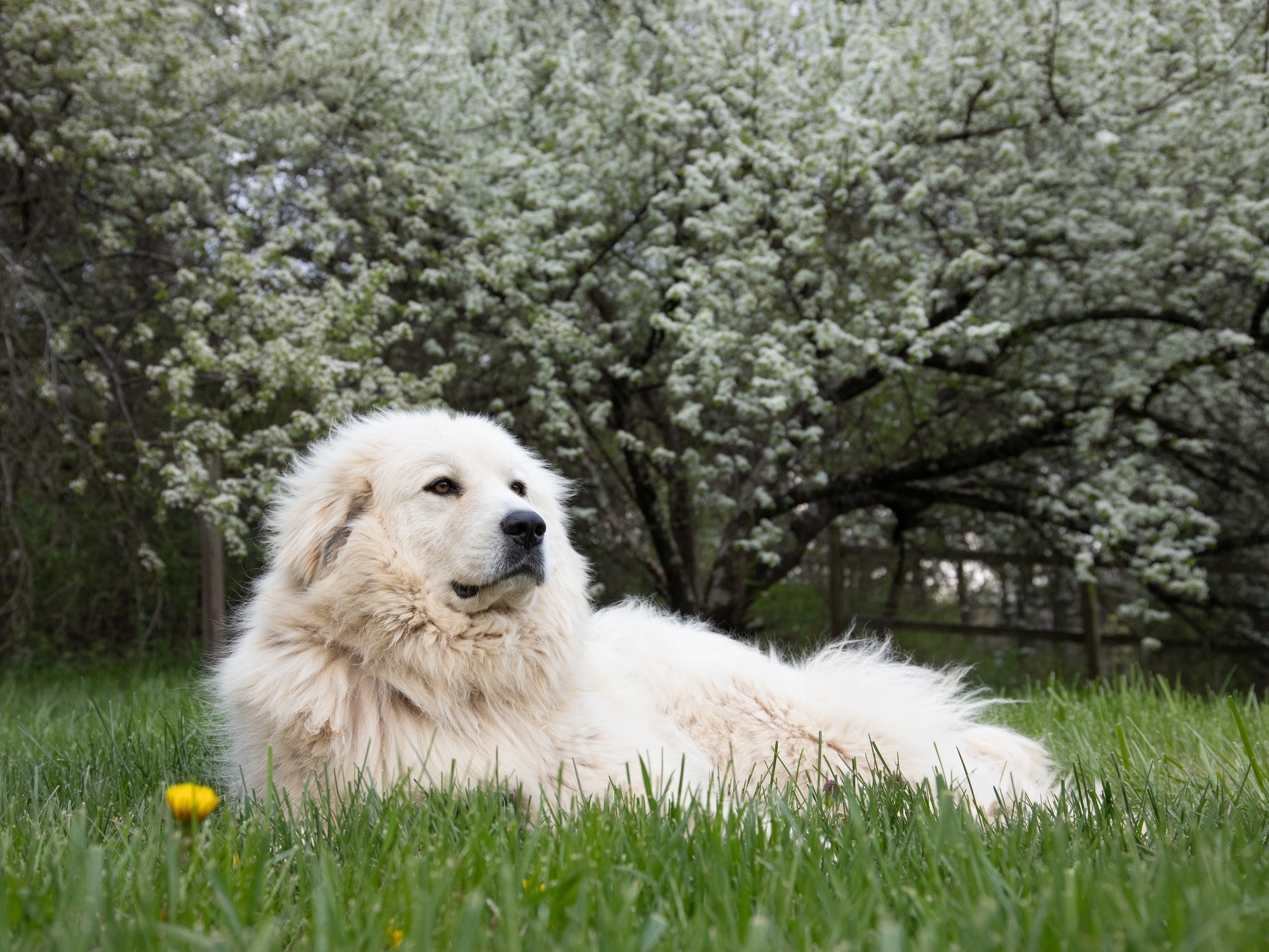 White Great Pyrenees Louging sous un arbre