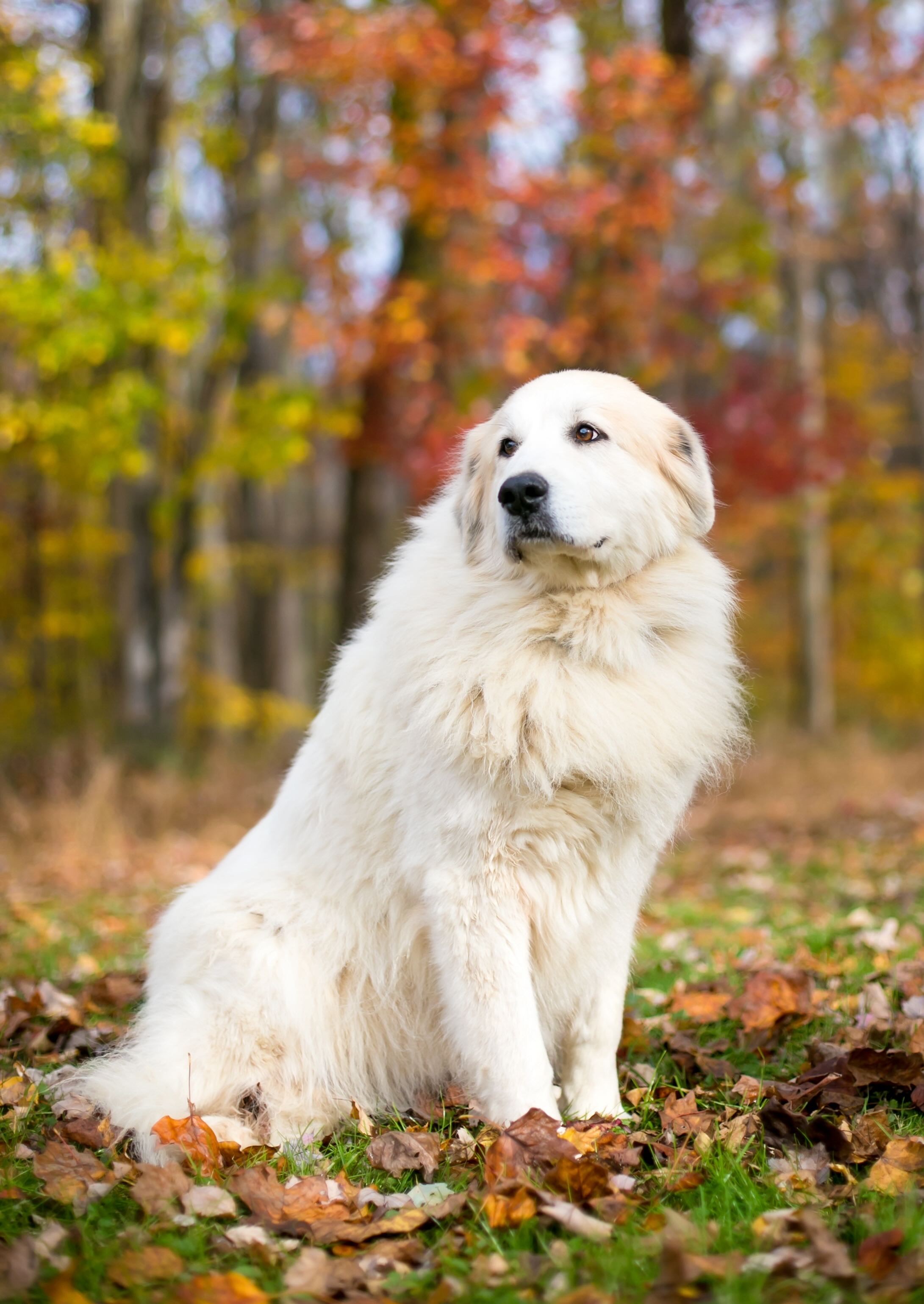 white great pyrenees sitting in front of autumn leaves