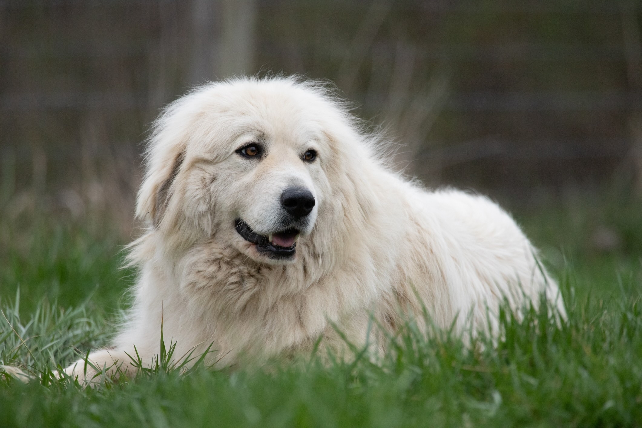 great pyrenees lying in grass