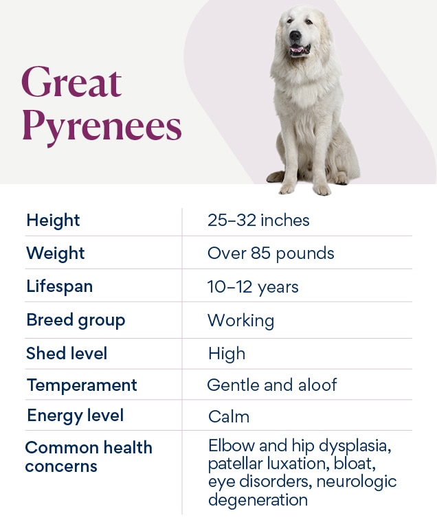 chart depicting great pyrenees traits