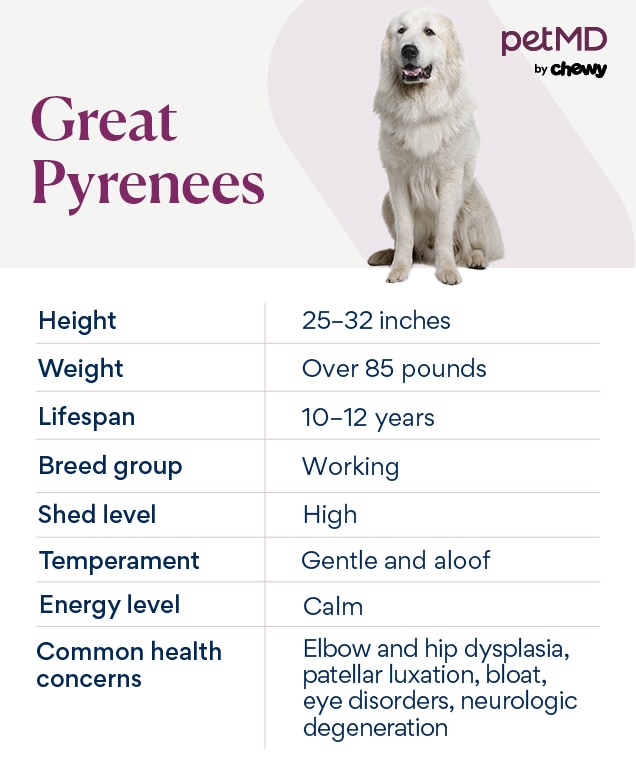 chart depicting great pyrenees traits