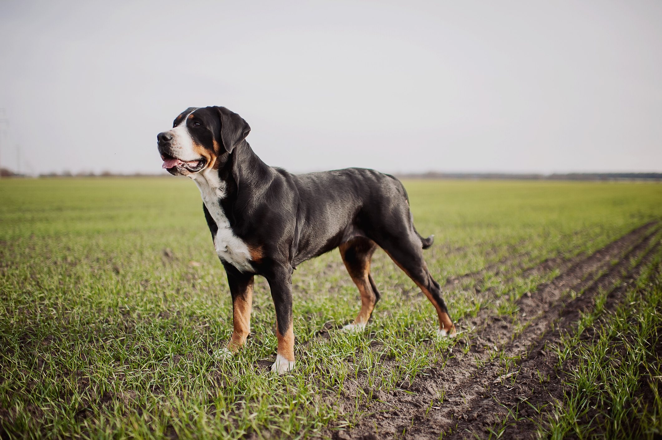 greater swiss mountain dog standing in a field