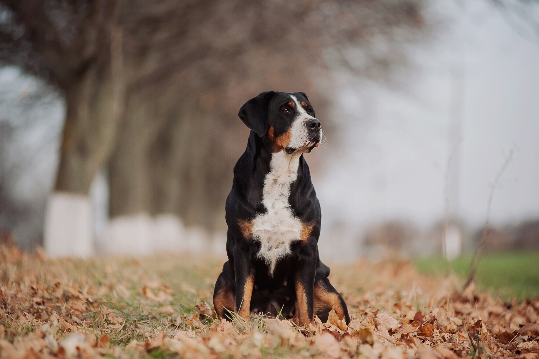 greater swiss mountain dog sitting in fall leaves