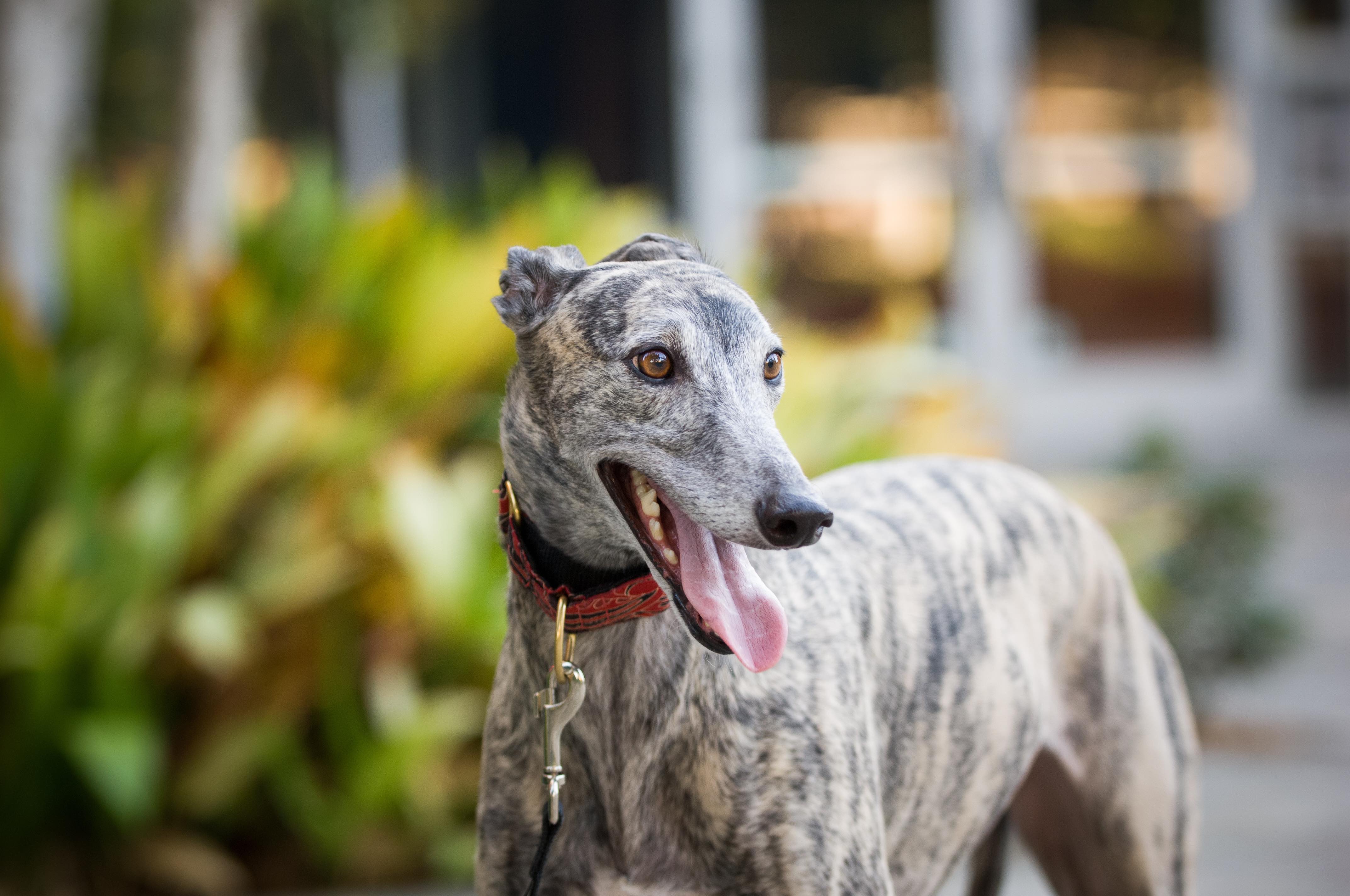 brindle greyhound dog portrait