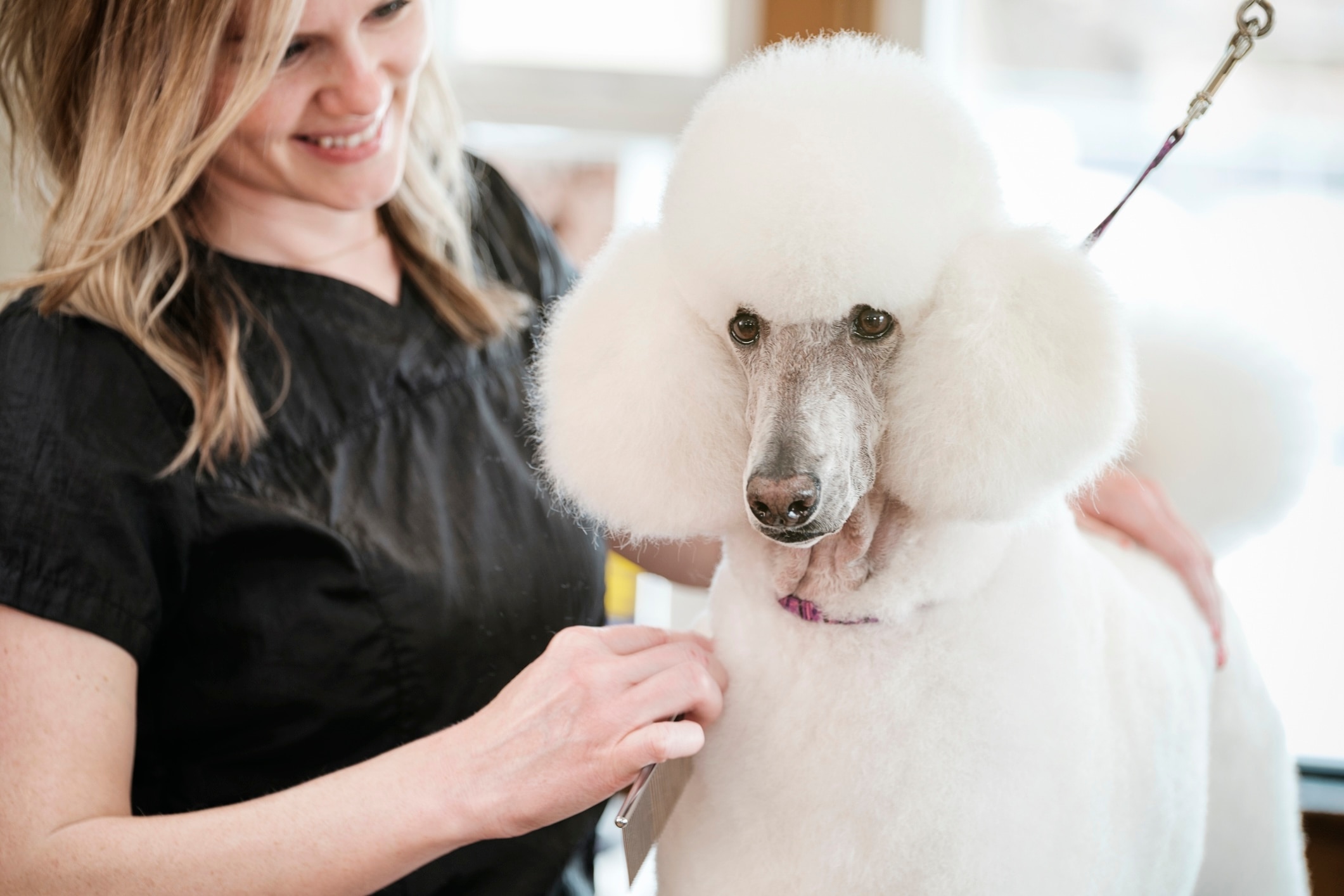 white standard poodle being brushed by a groomer