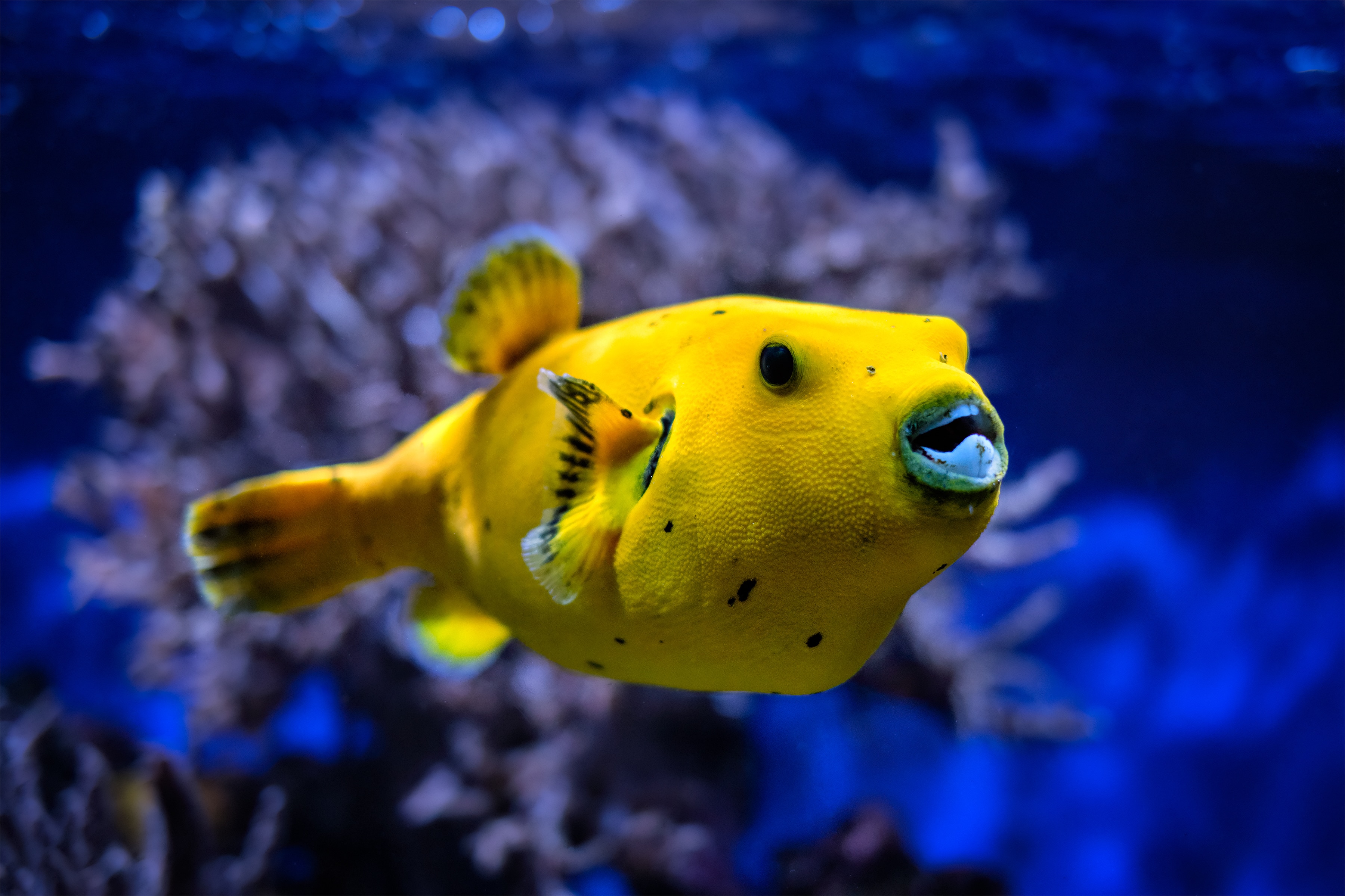 Guineafowl puffer fish