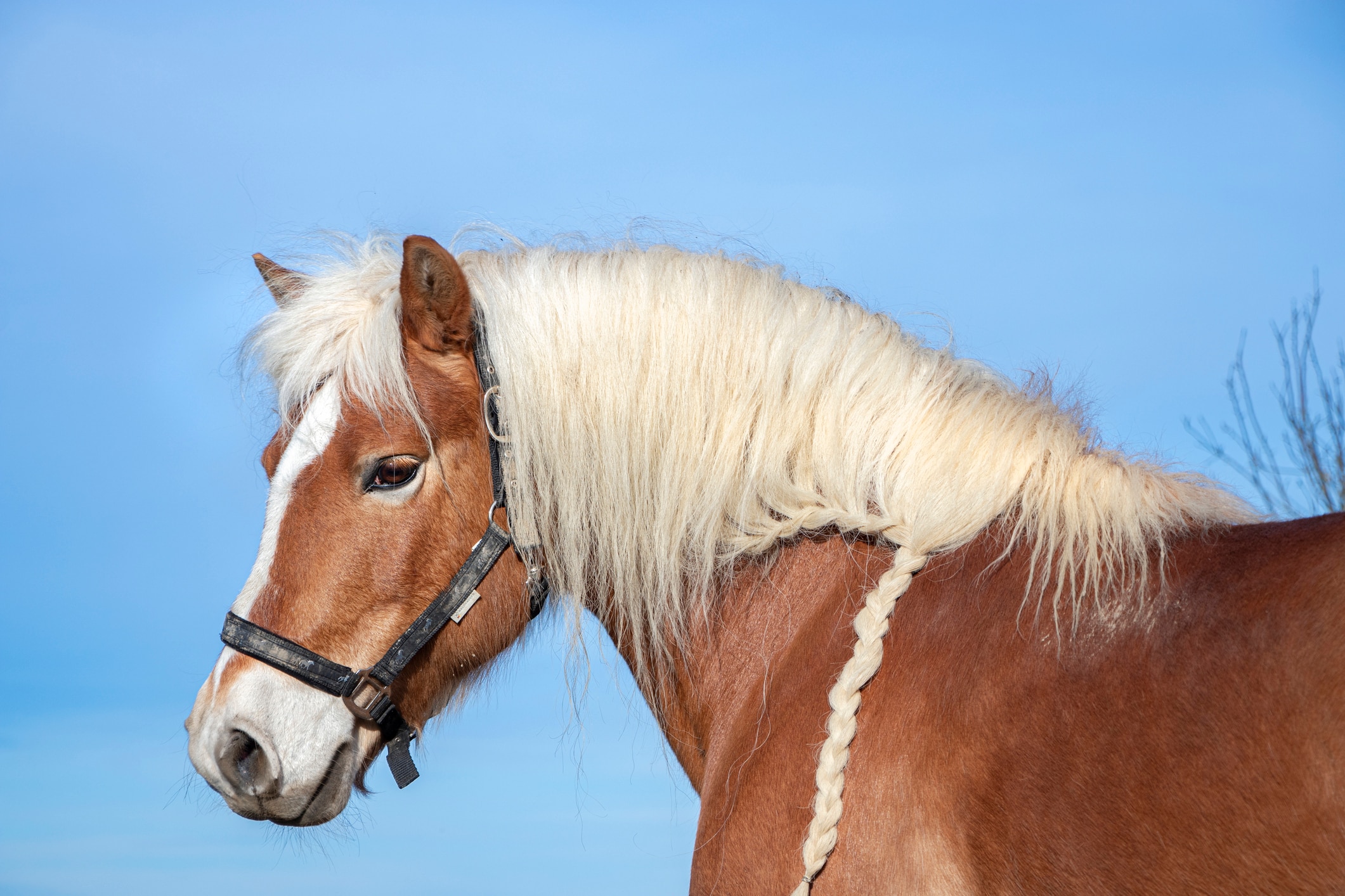 Haflinger horse with braided mane