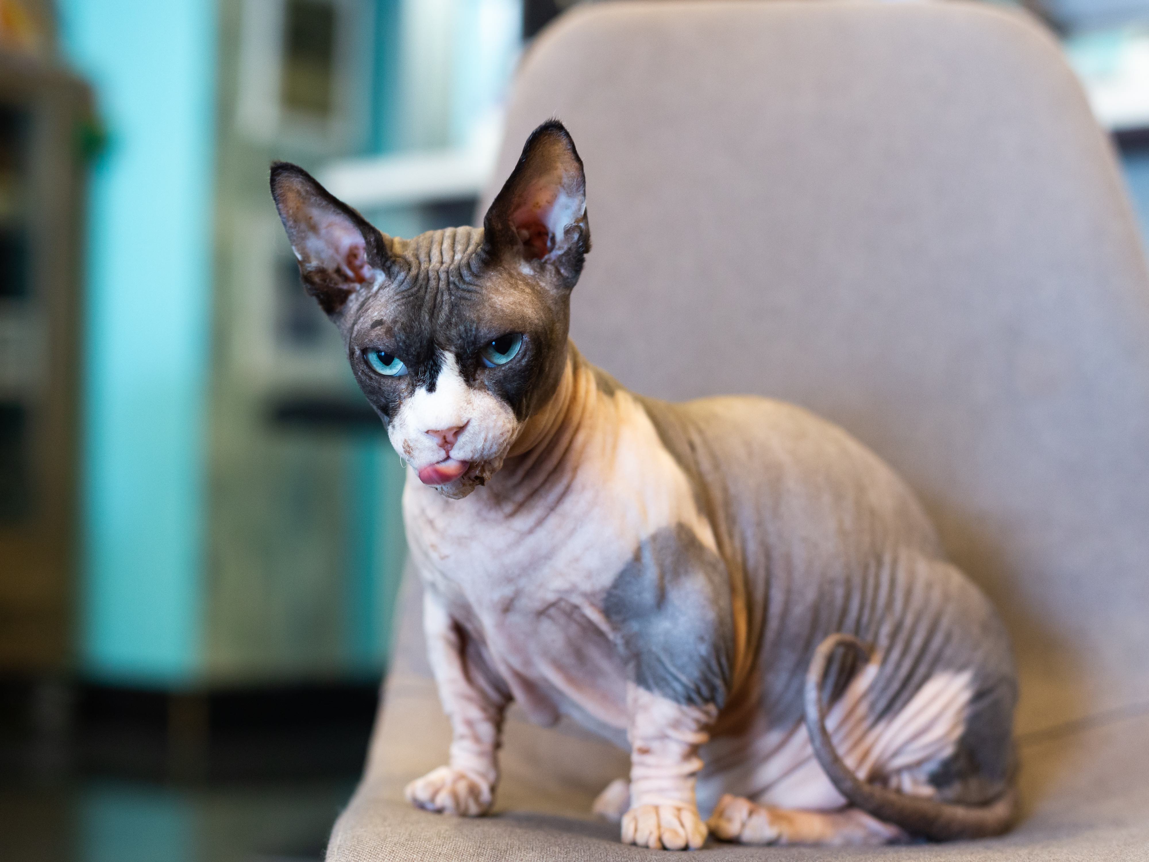 How Much Are Hairless Cats Discover Their True Value Cats How Much Are Hairless Cats Discover Their True Value Cats