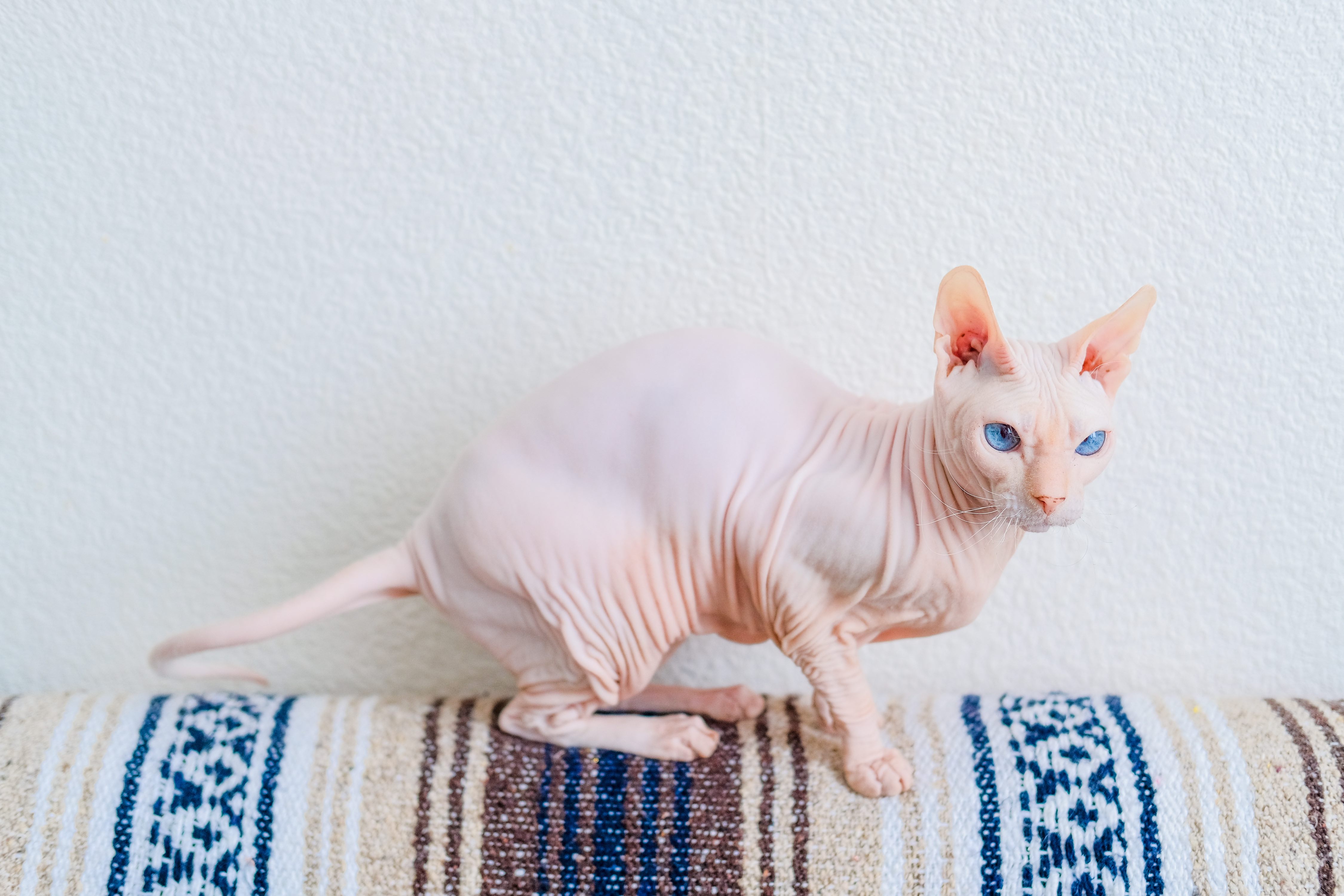pink hairless cat with blue eyes perched on the back of a couch