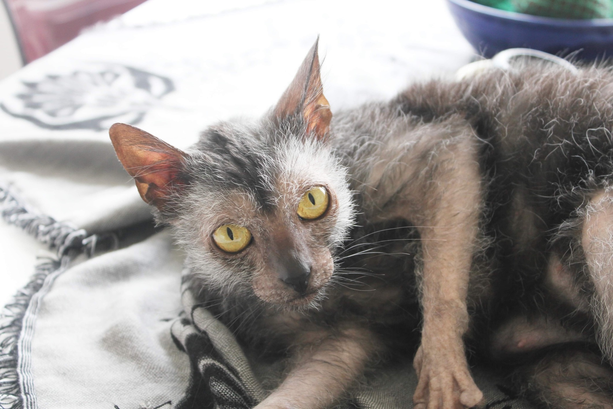 gray lykoi cat lying on his side and looking at the camera