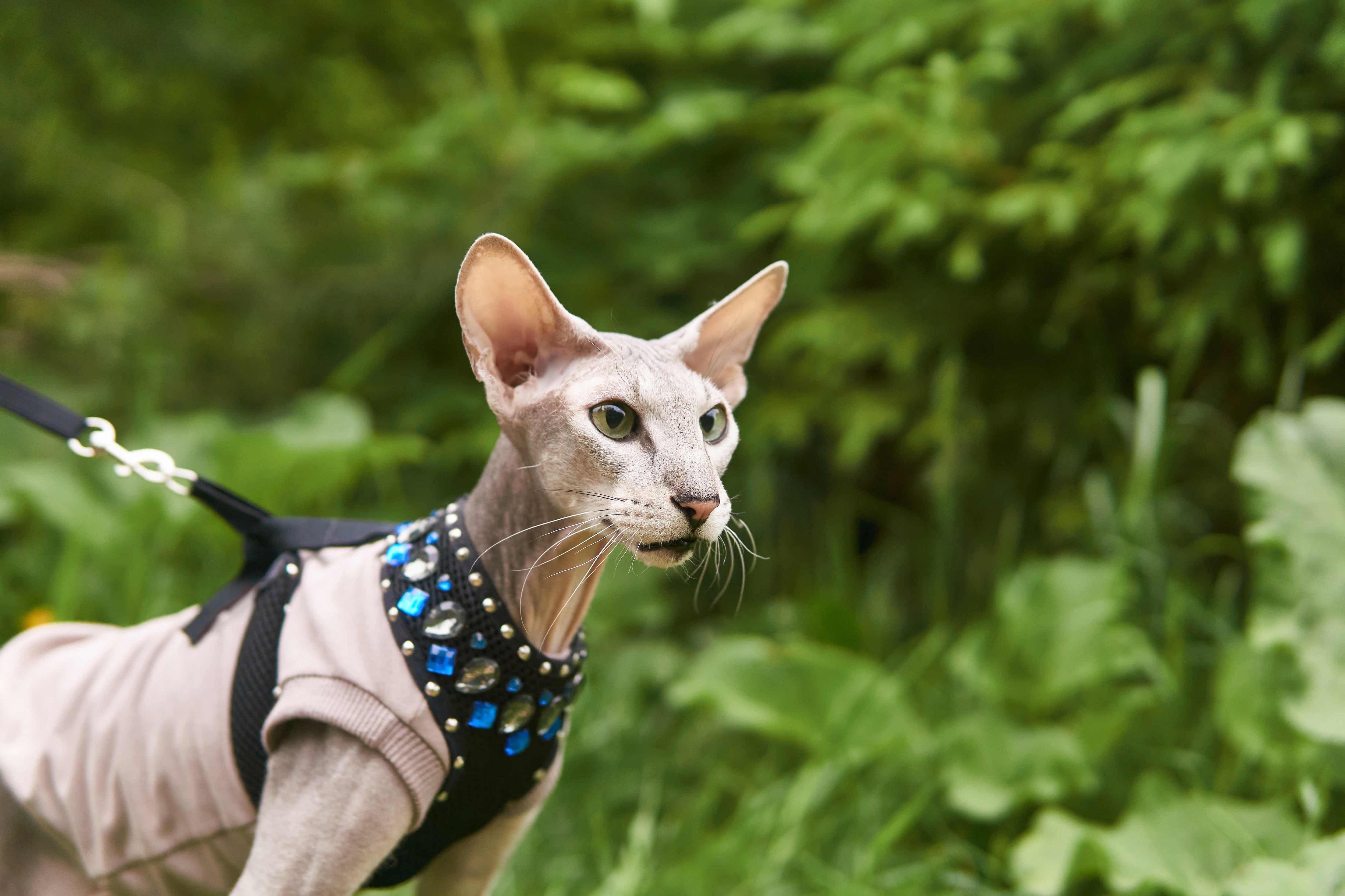 Bald sphynx shops cat