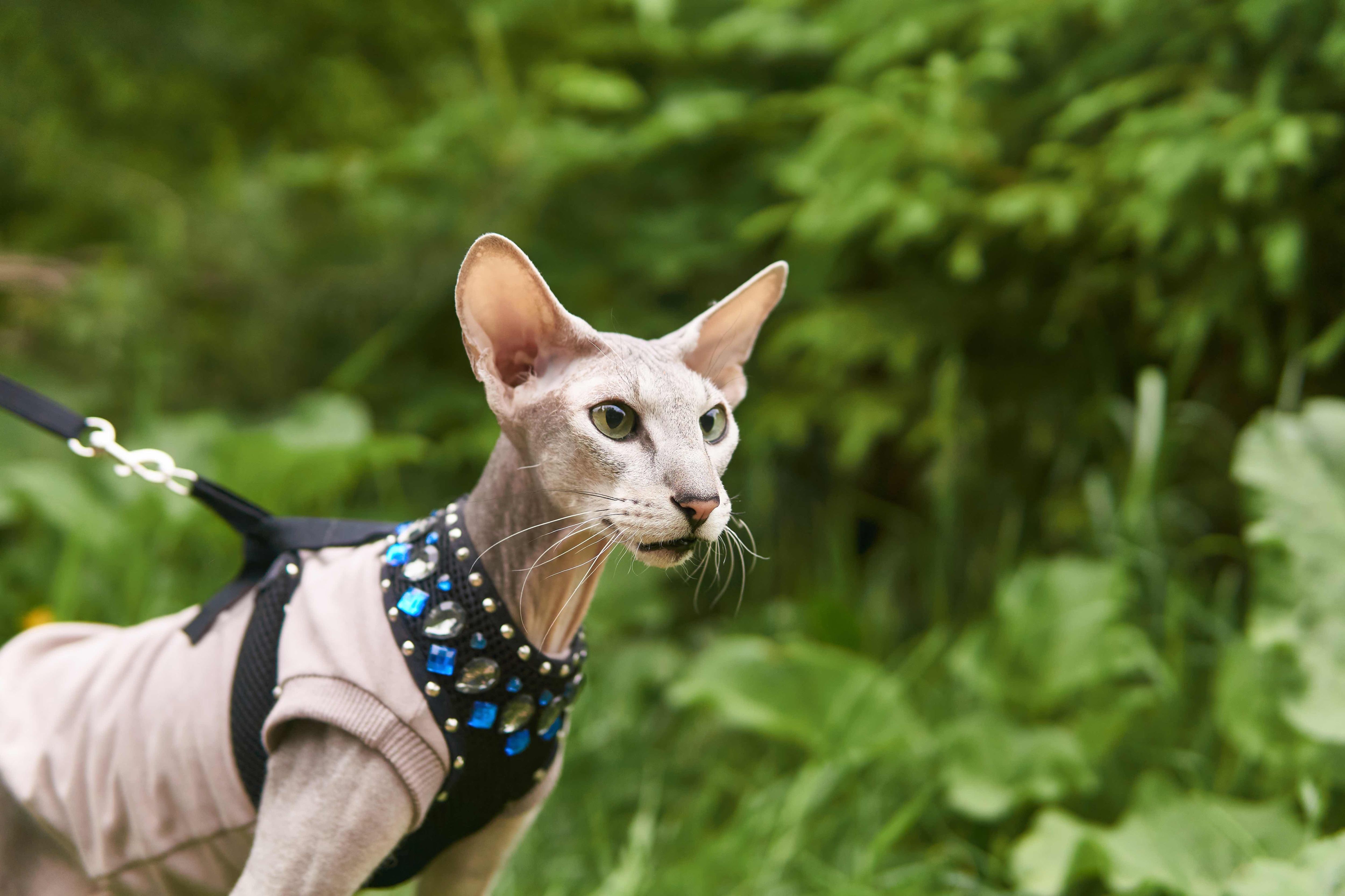gray peterbald cat wearing a sweater on a leash