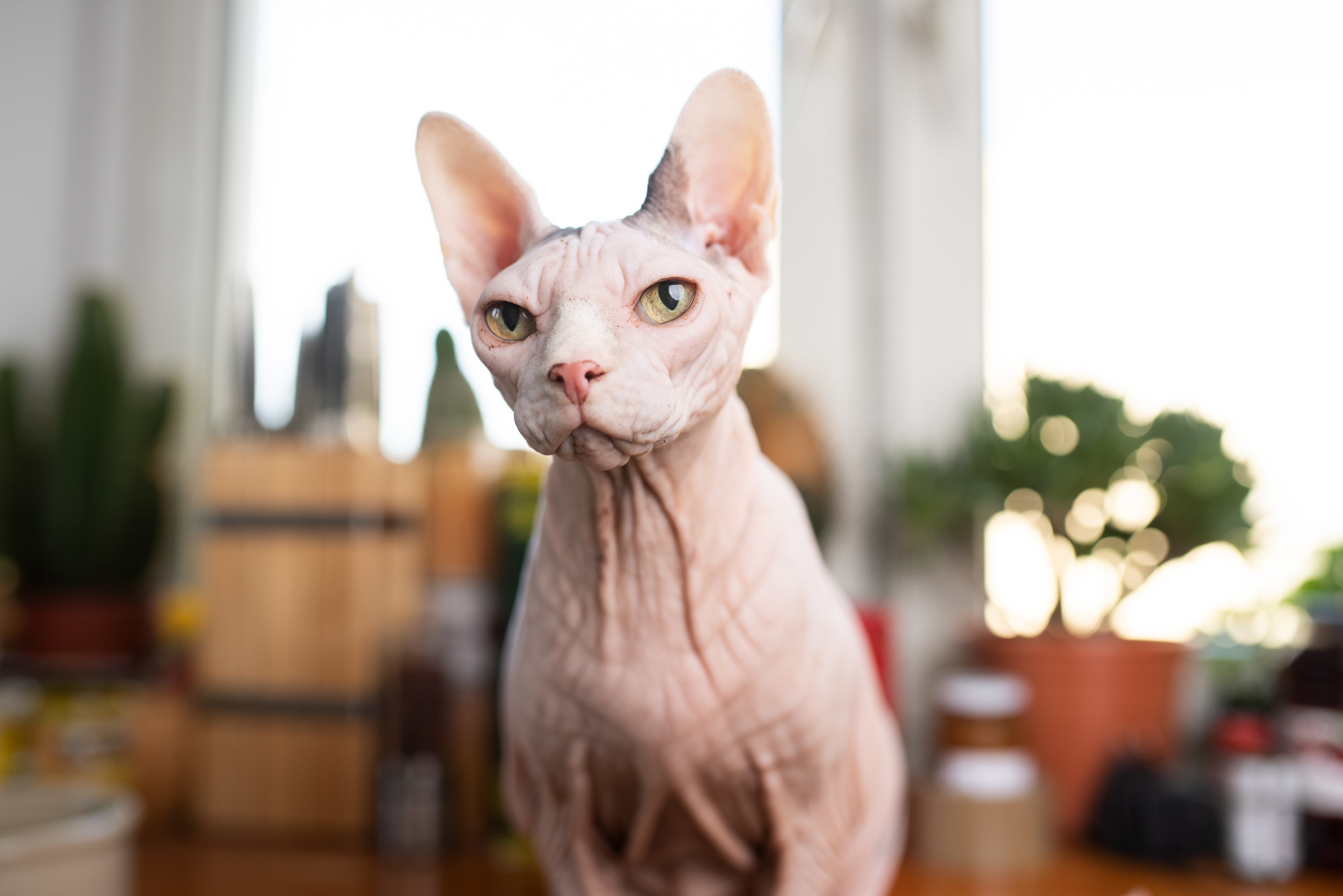 pink sphynx cat looking down at the camera in a living room