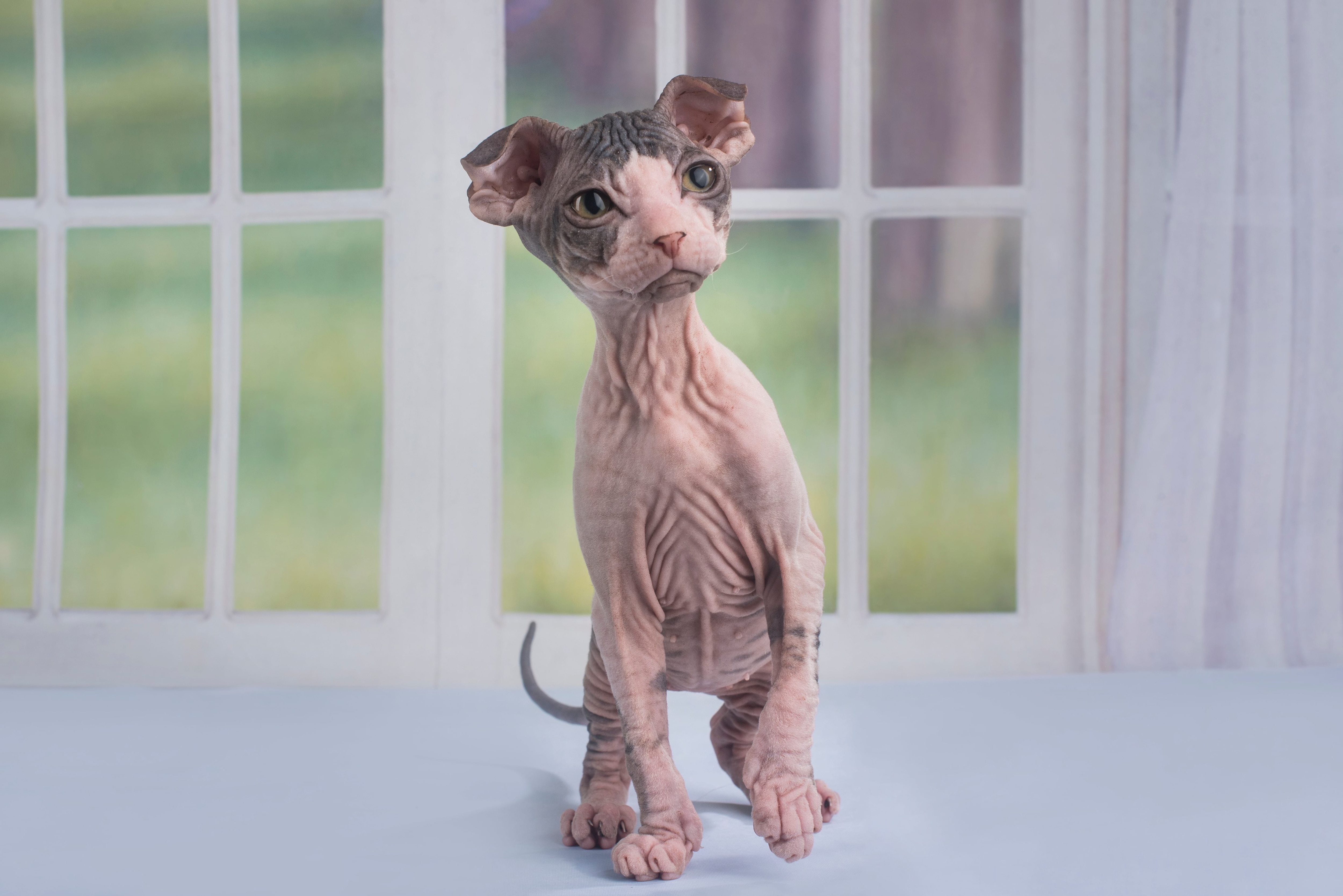 Hairless orders cats breeds