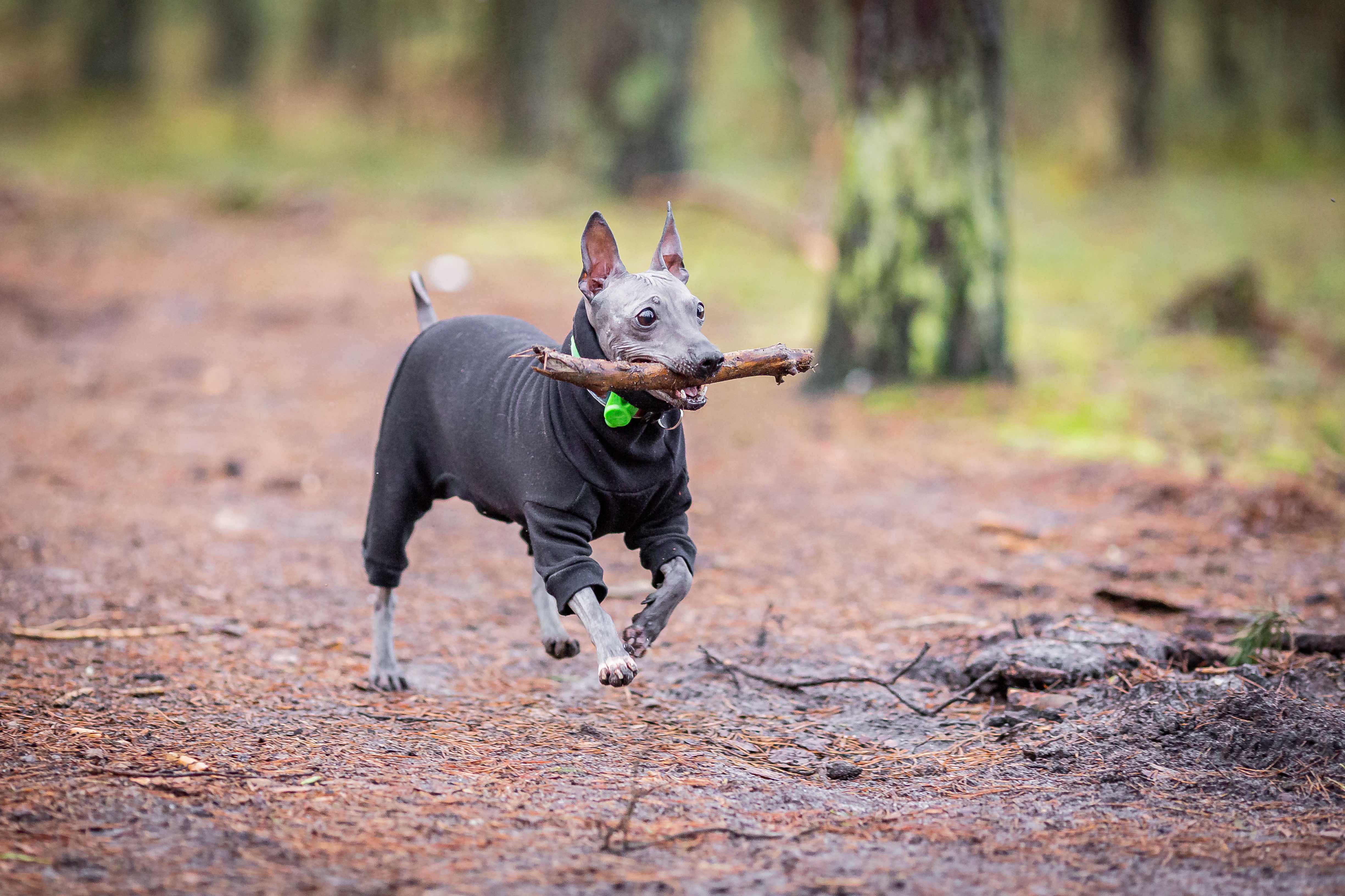 american hairless terrier wearing a sweater and carrying a stick