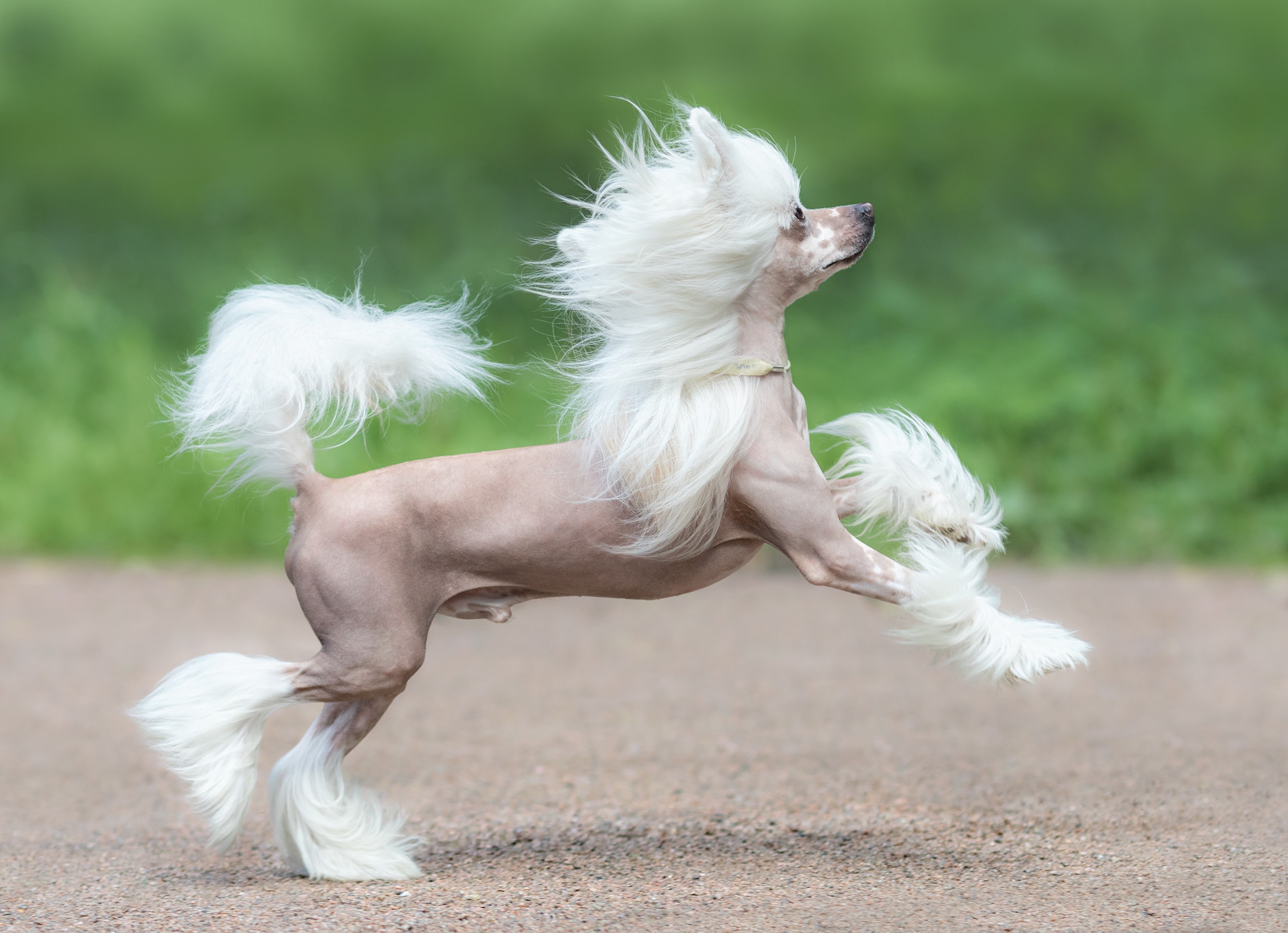 hairless chinese crested dog running on sidewalk