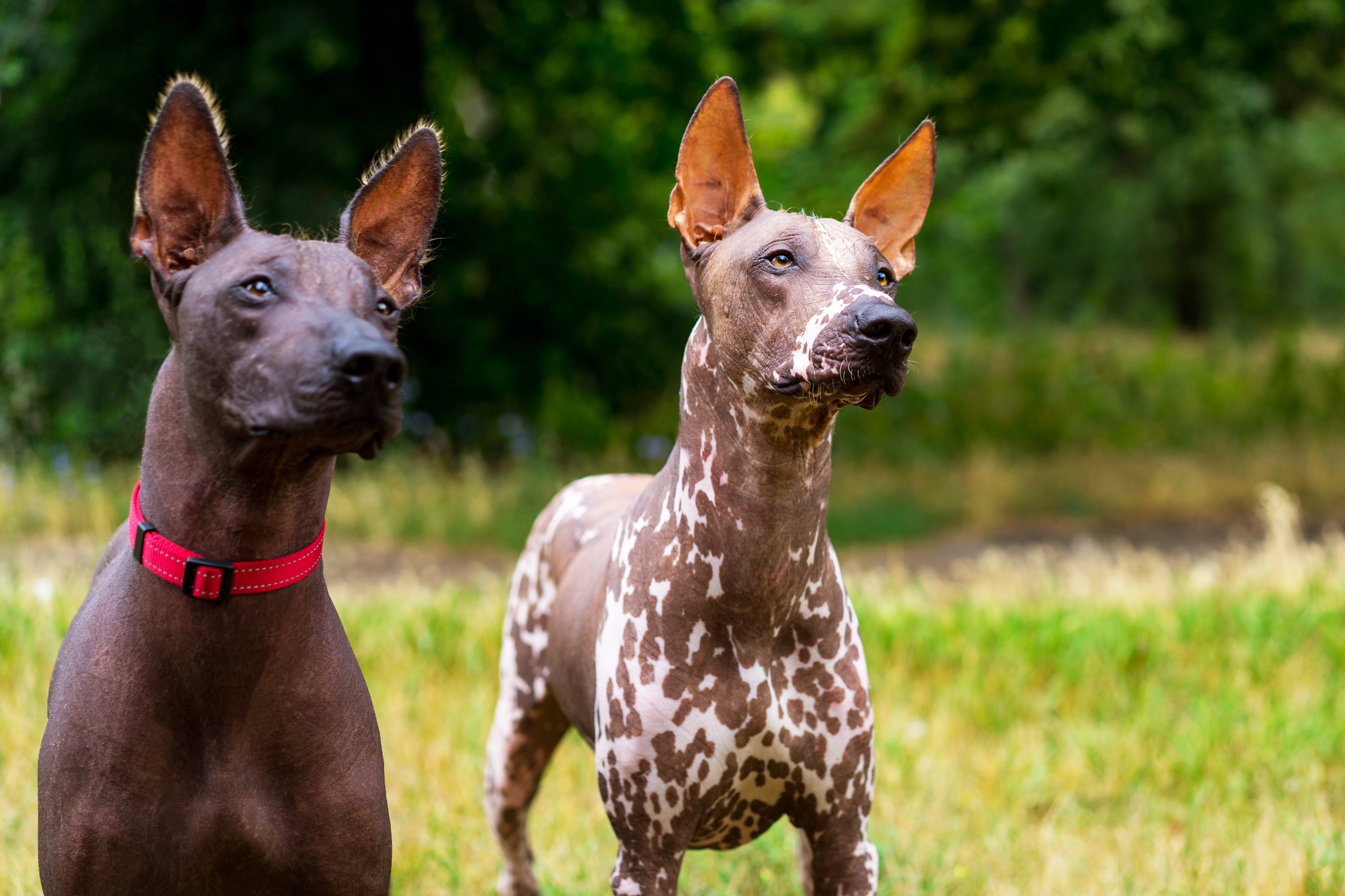 two mexican hairless dogs standing with their heads tilted looking at something off-camera
