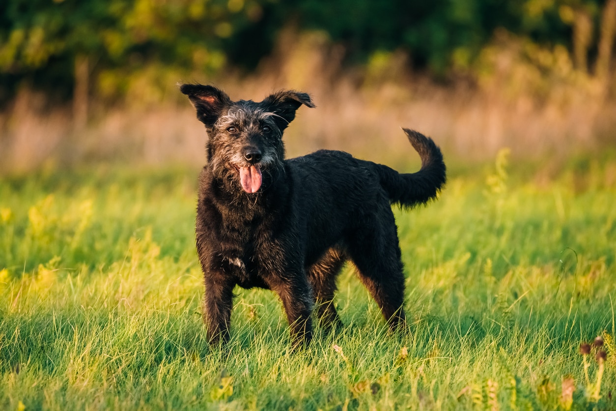 happy black senior dog with tongue out standing in a field