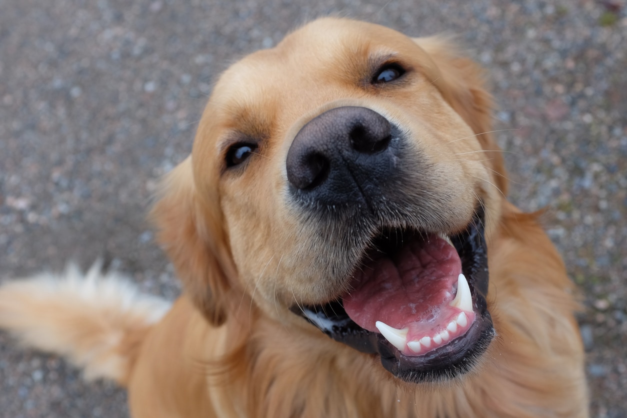 closeup of golden retriever face with mouth open and eyes slightly closed