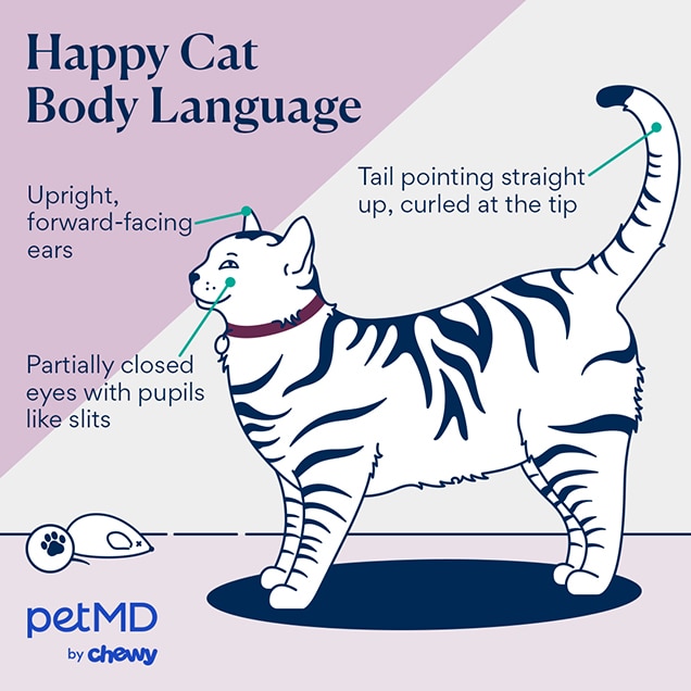 illustration depicting what a happy cat's body language looks like