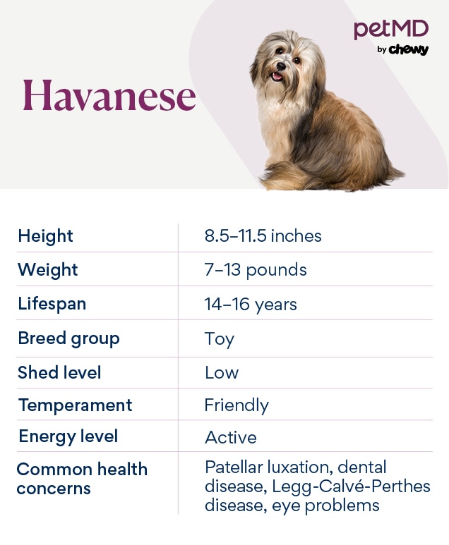 Havanese family shops dog