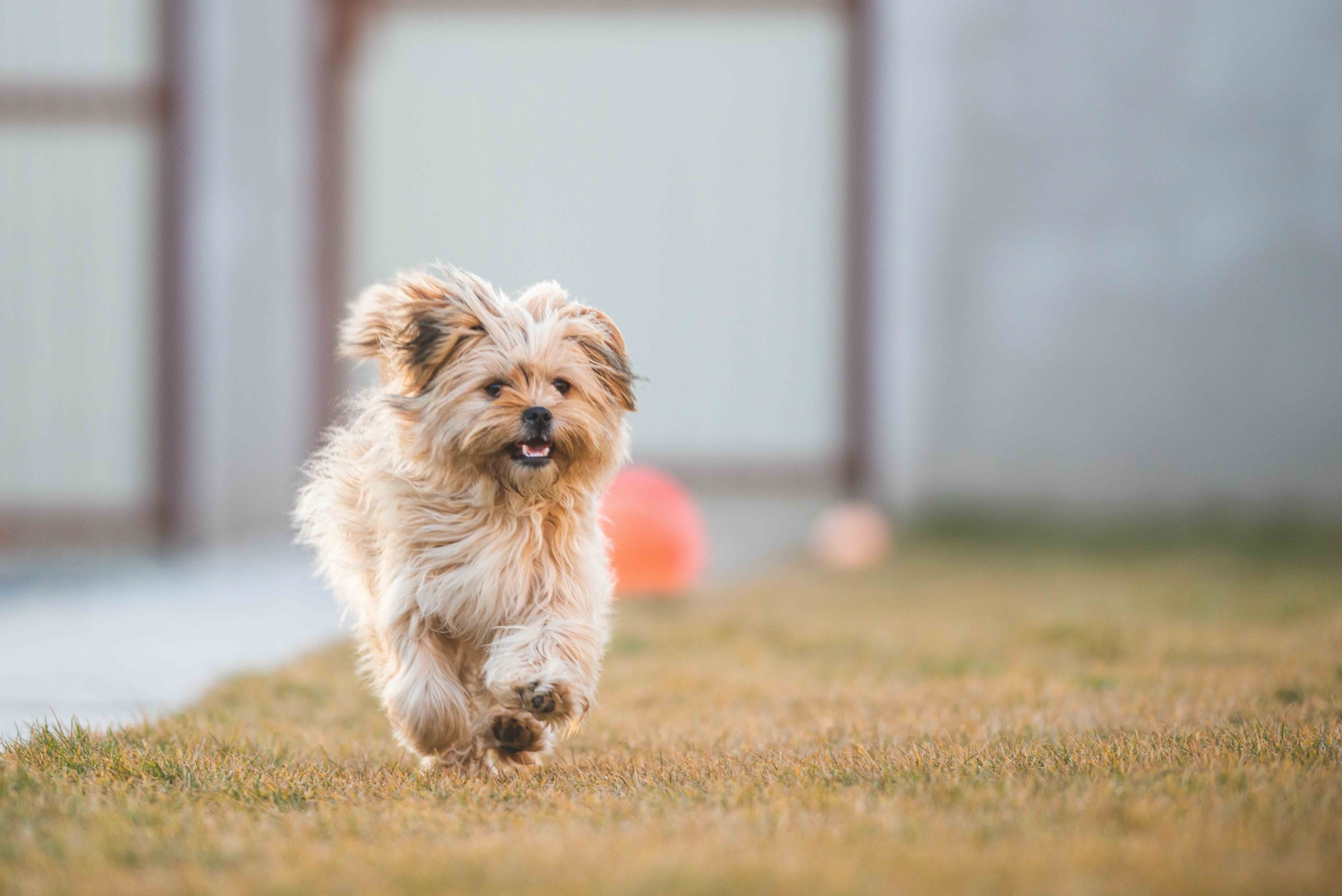 Beige Havanese dog running in a yard