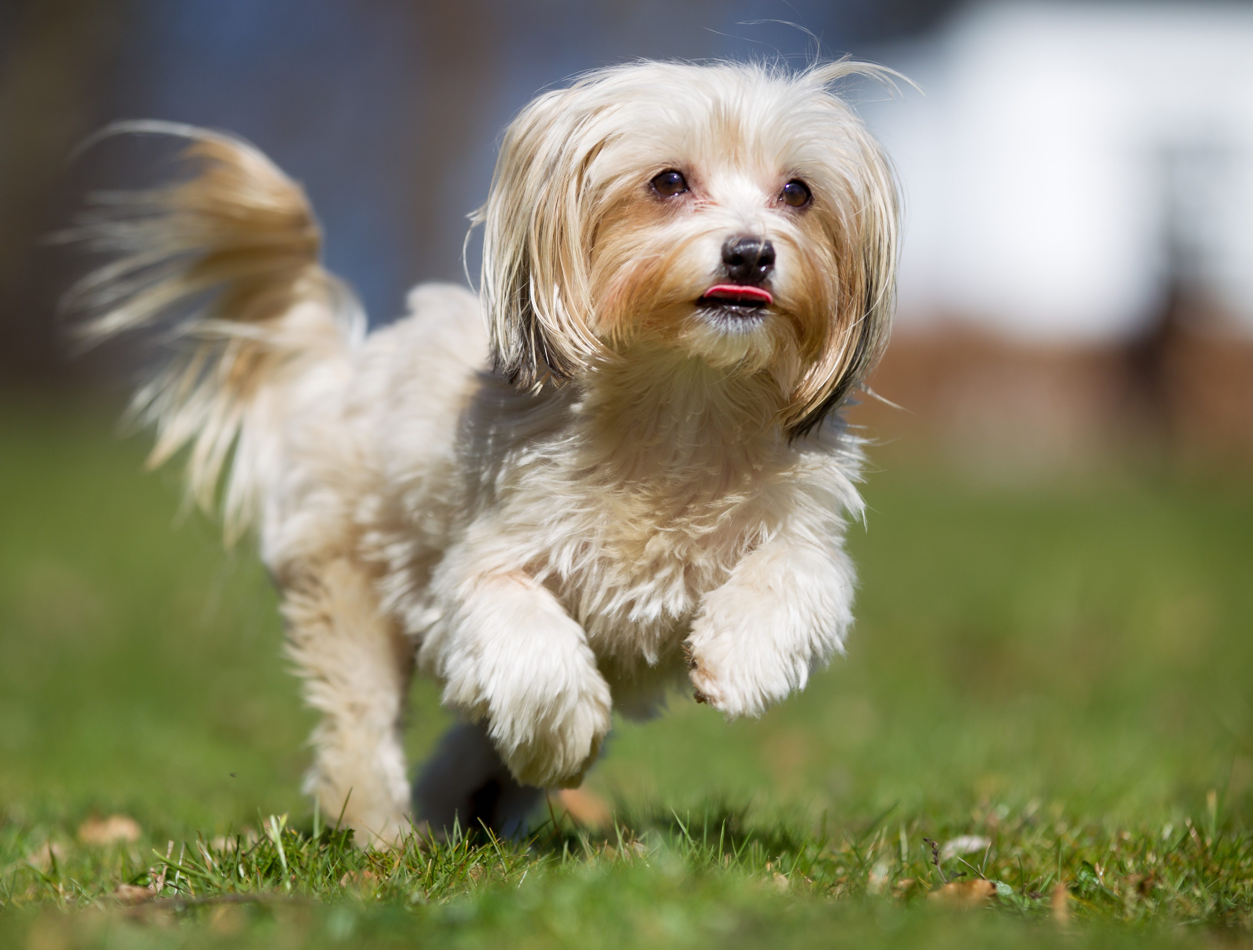 tan and white havanese dog running through grass