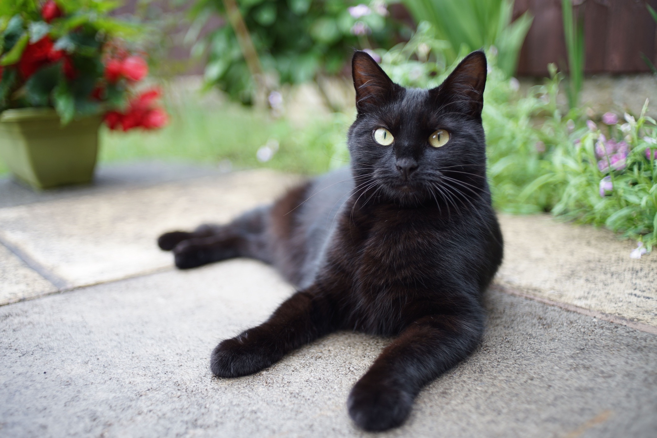 black bombay cat with green eyes lying on sidewalk