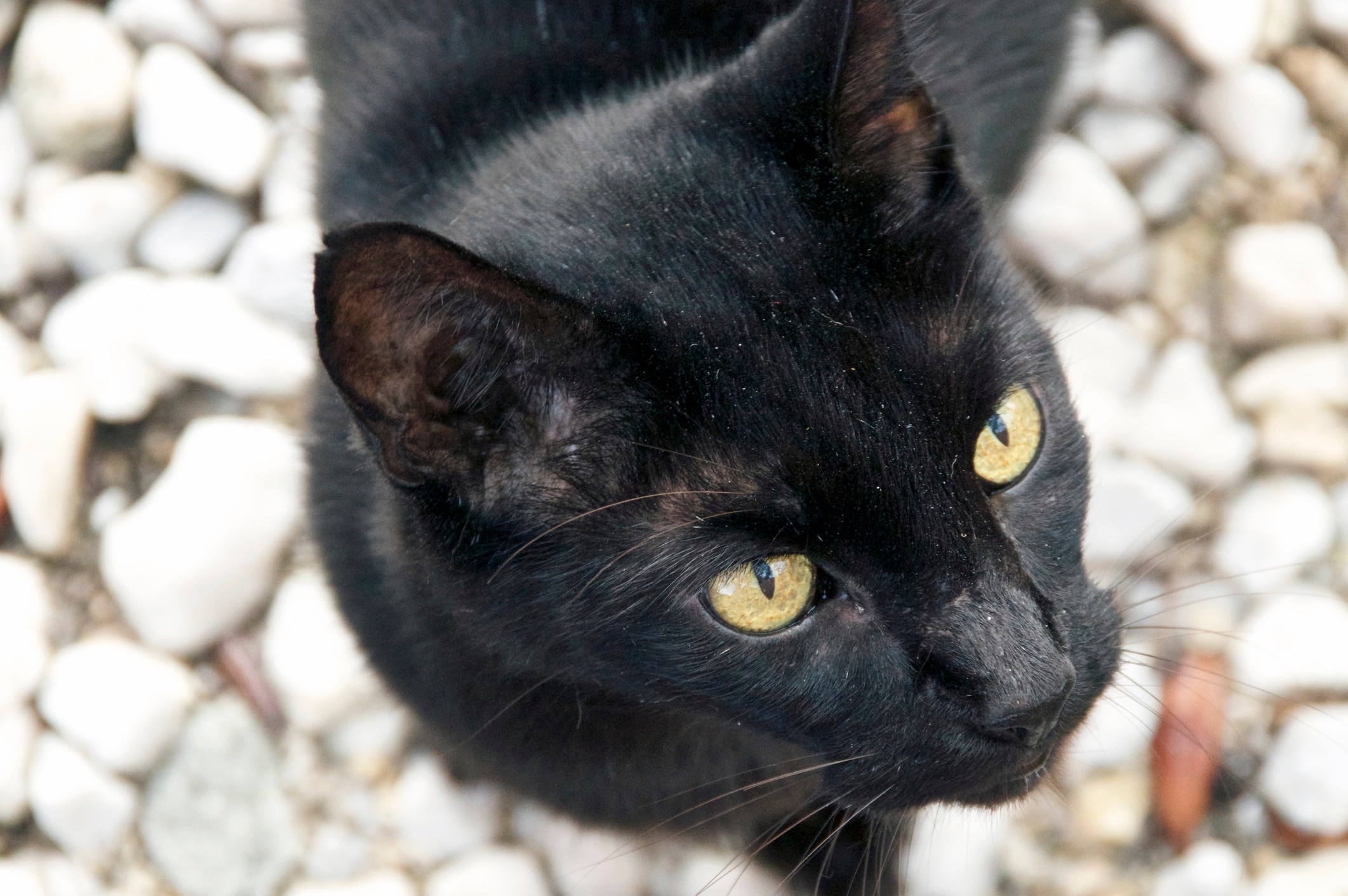 havana brown cat close-up