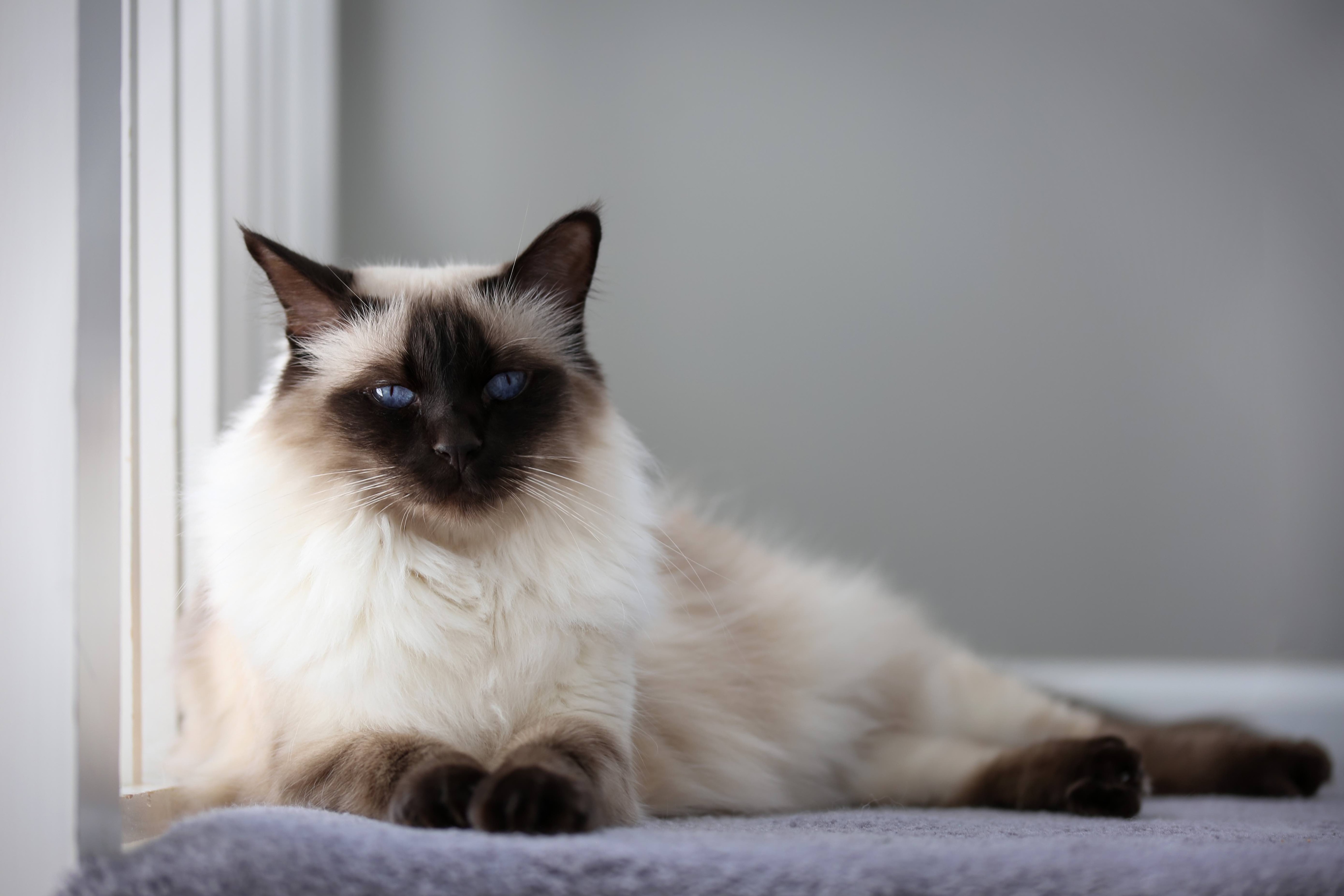 colorpoint balinese cat lying next to a window