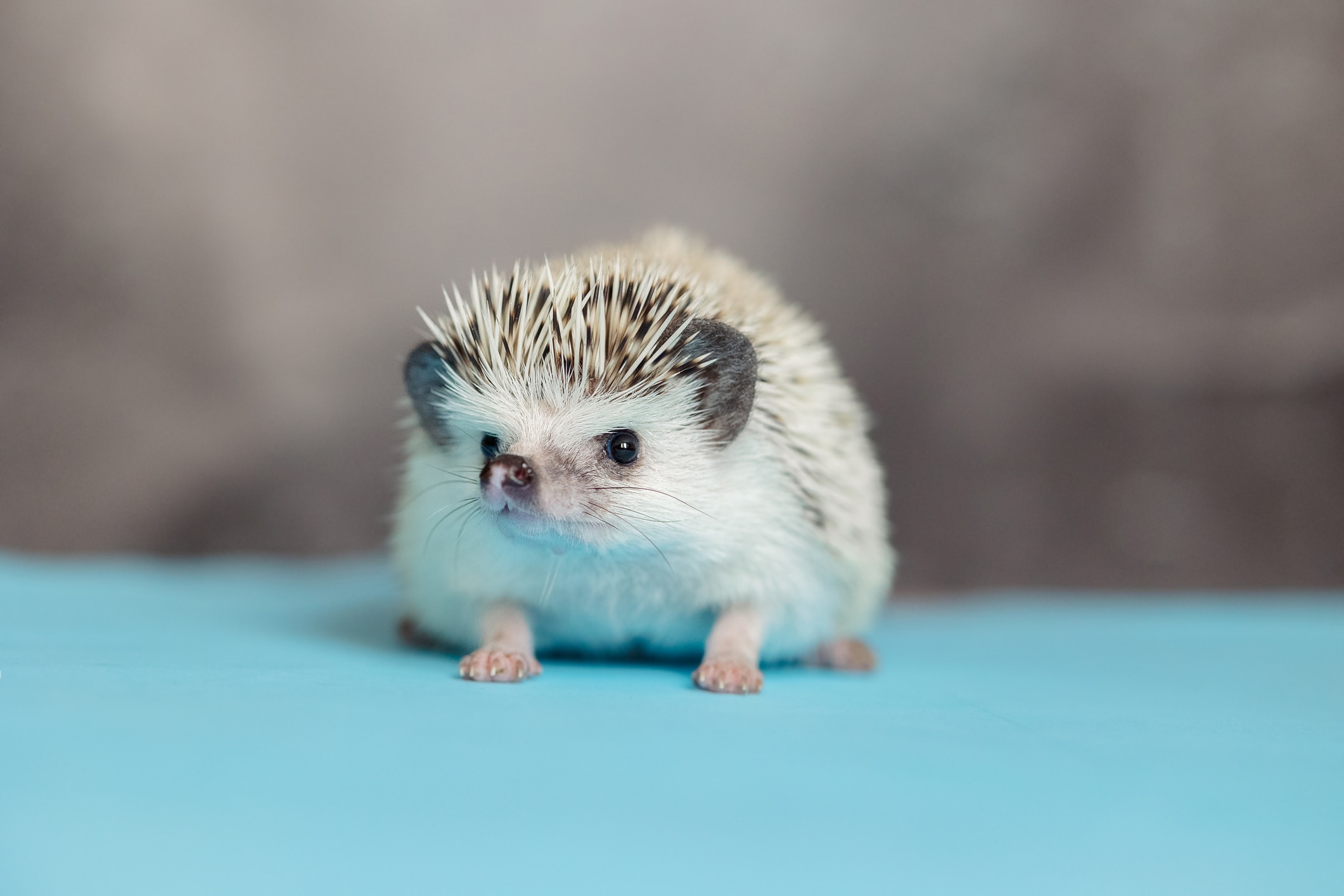 Pet hedgehog