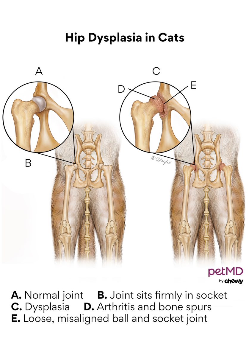 Hip Dysplasia in Cats