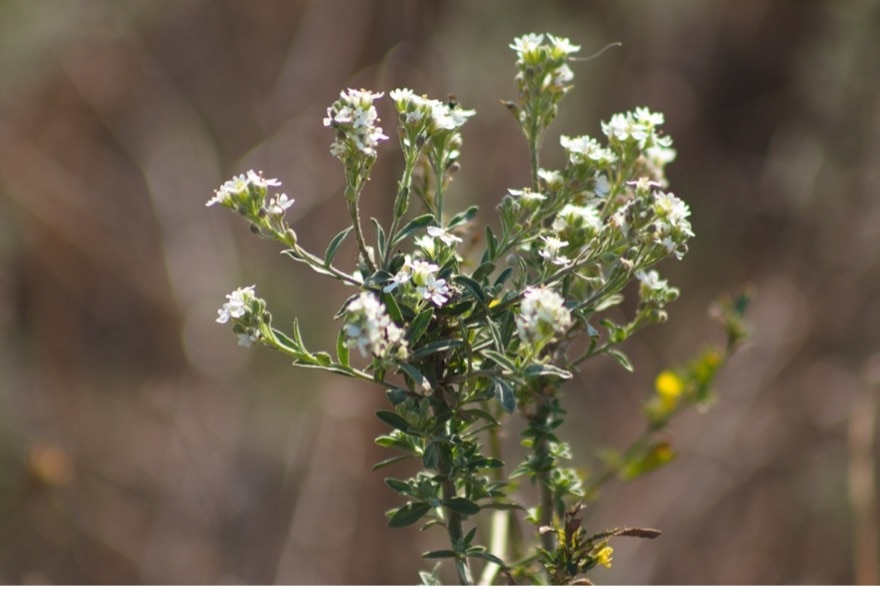 a hoary alyssum plant