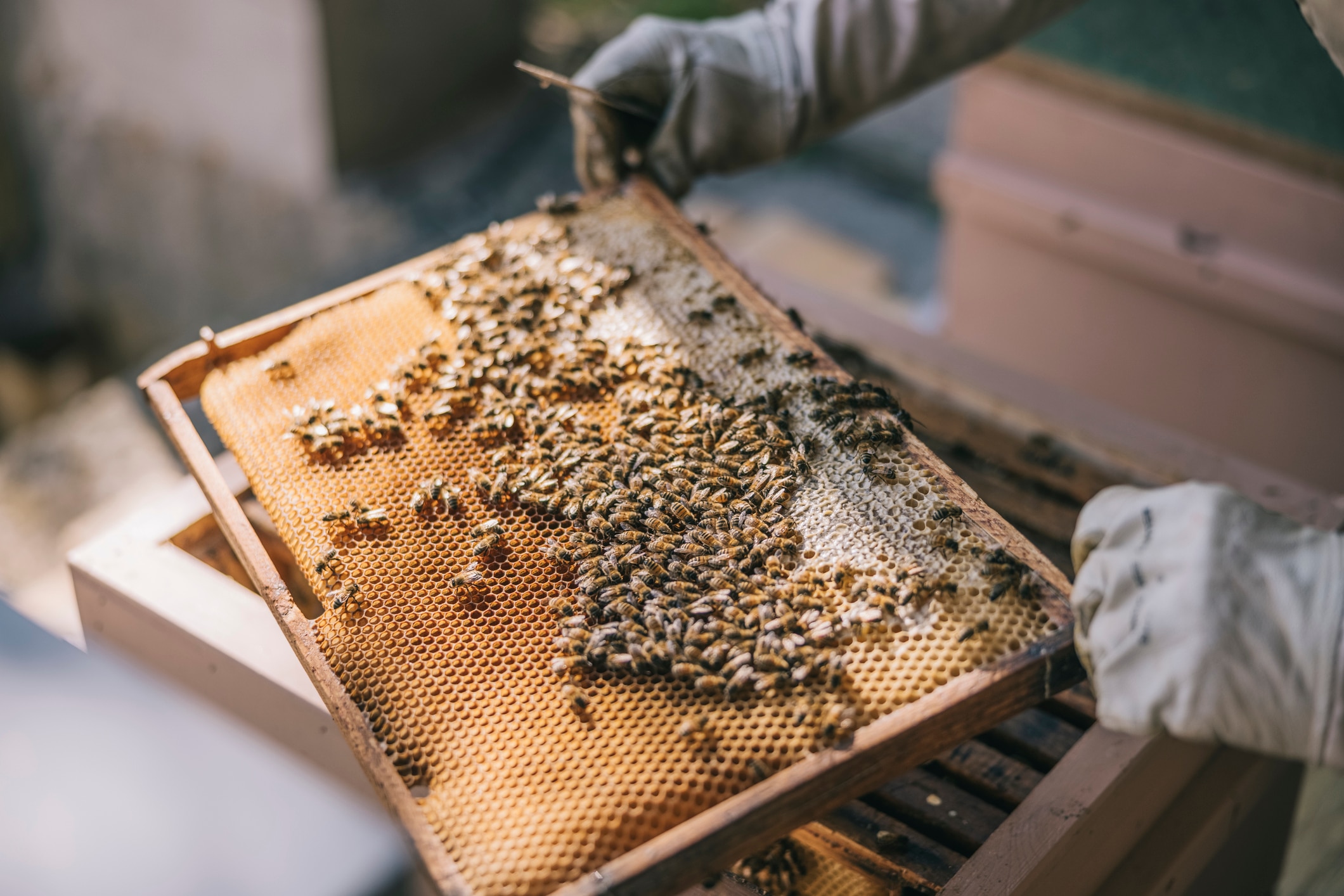 A beekeeper looks after their honeybee hive.