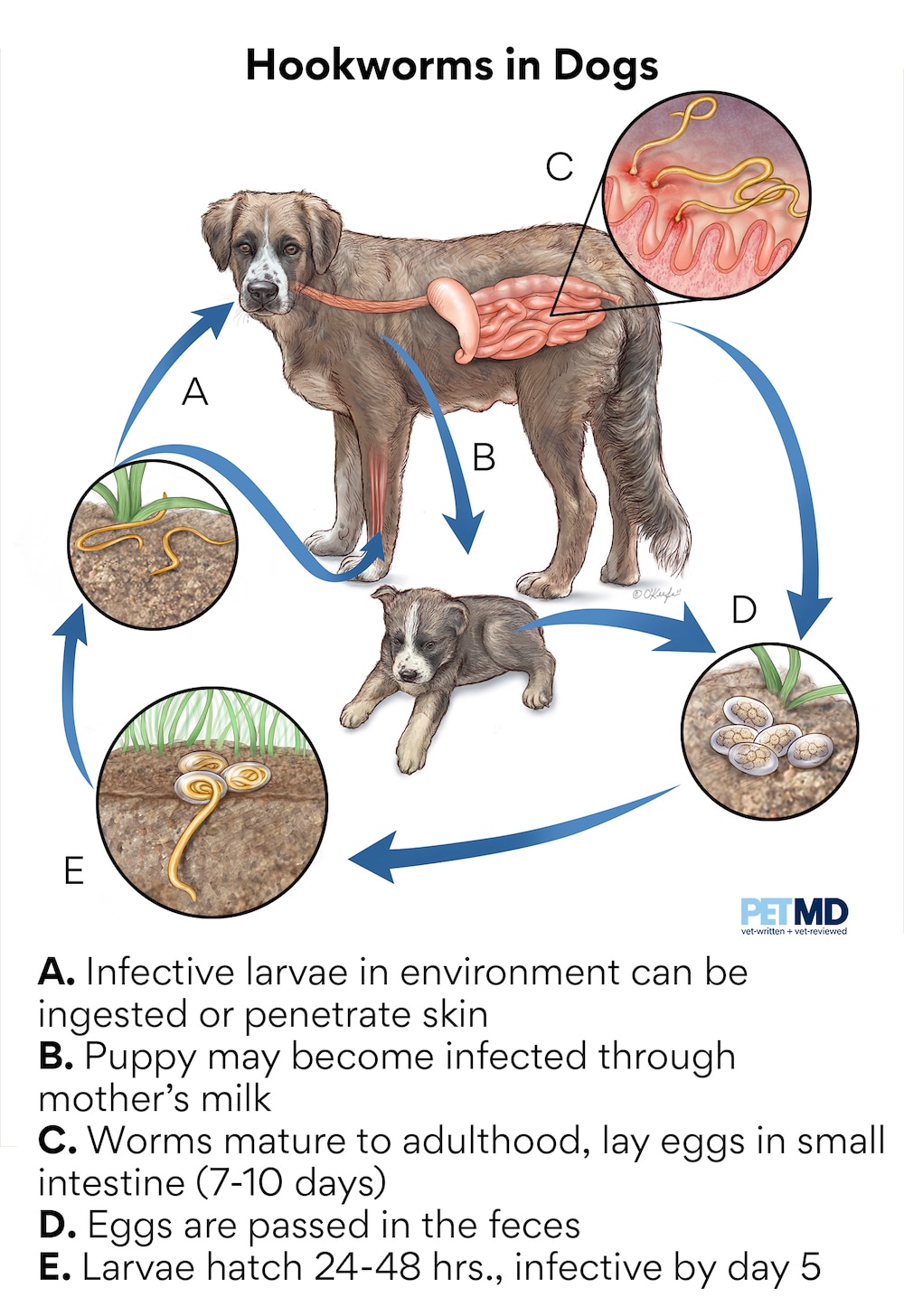 Hookworms in Dogs | PetMD