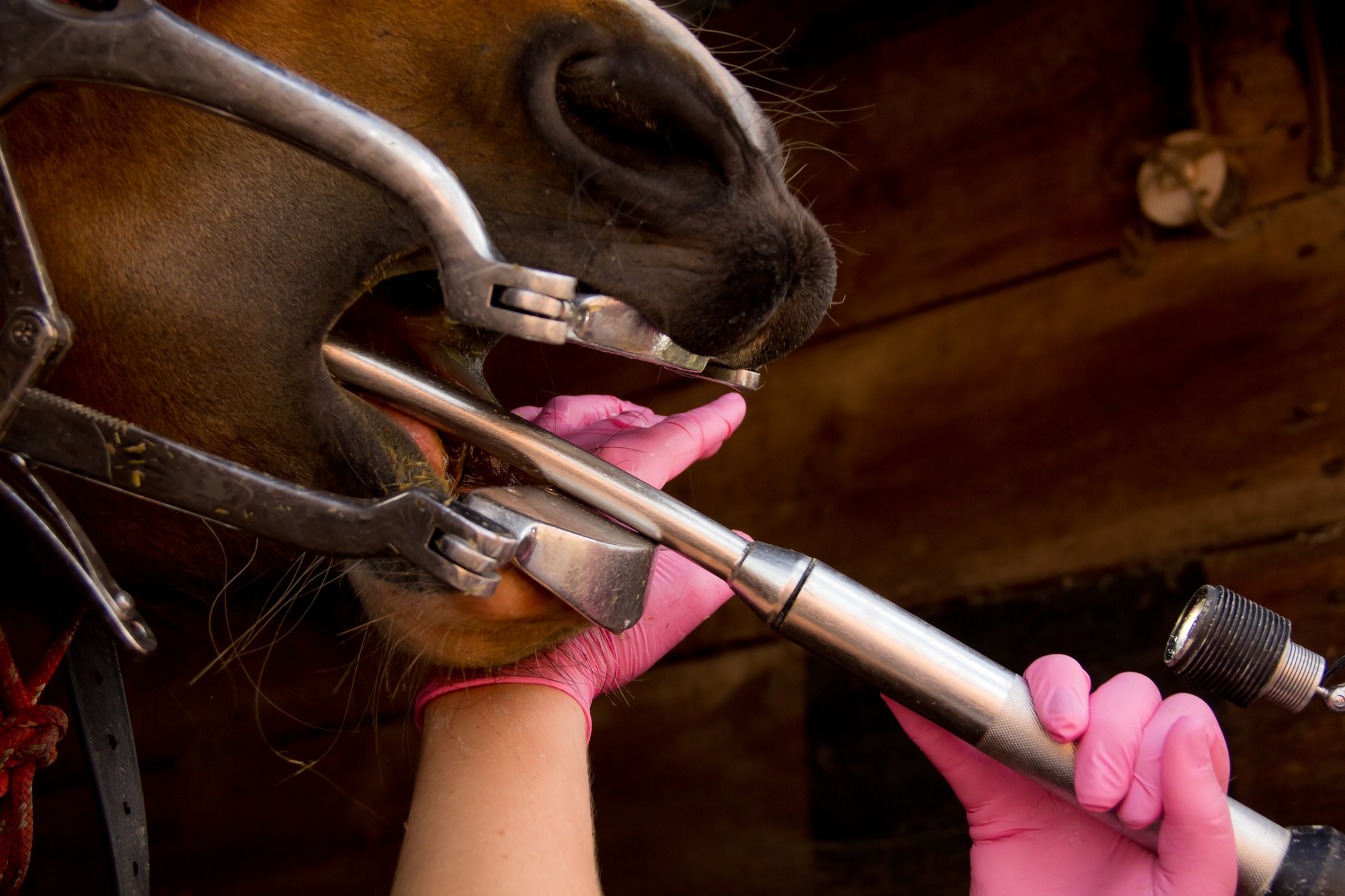 Horse wearing dental speculum while dental float is used on the teeth