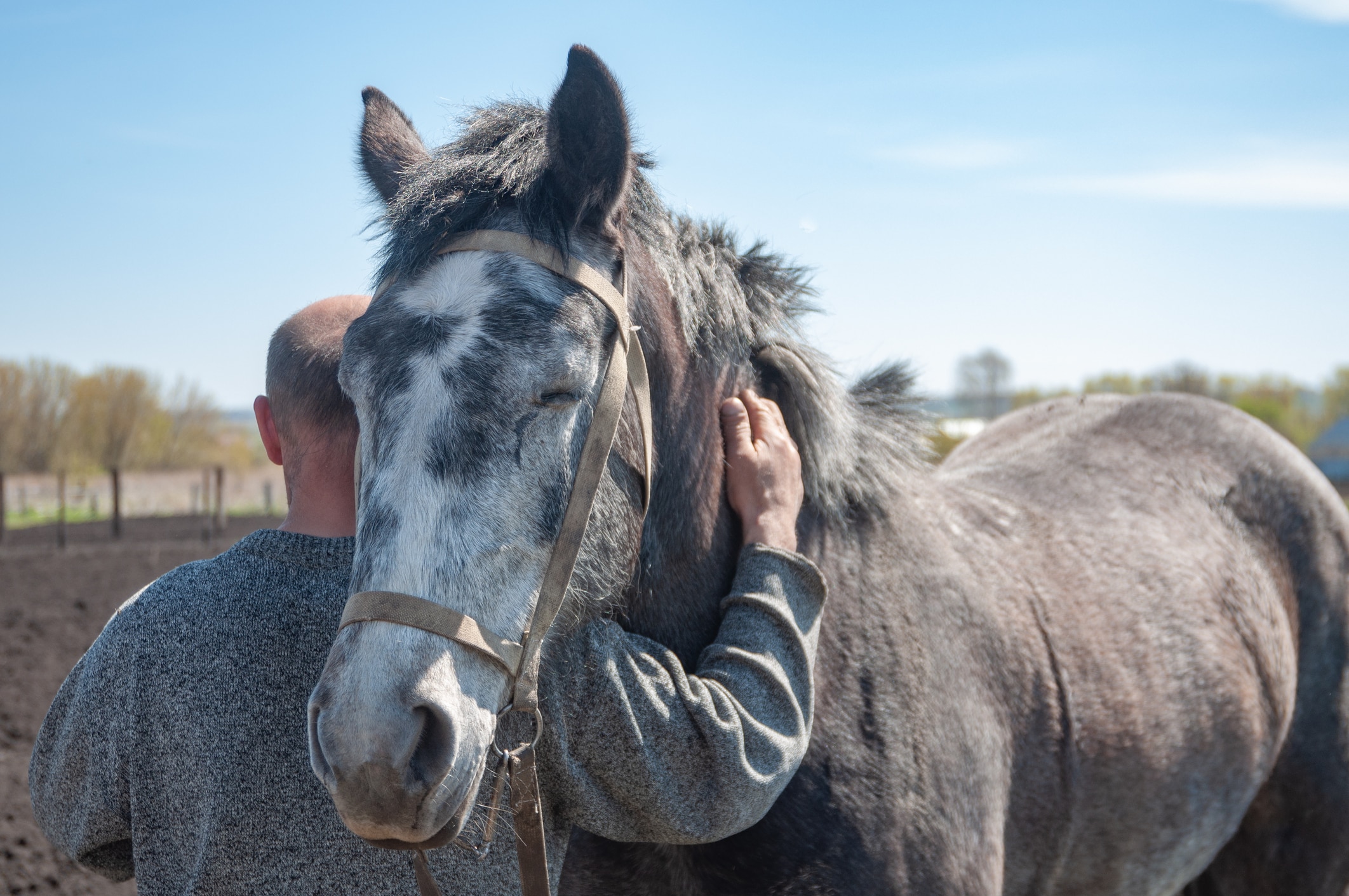 Horse cuddling with human, eyes closed