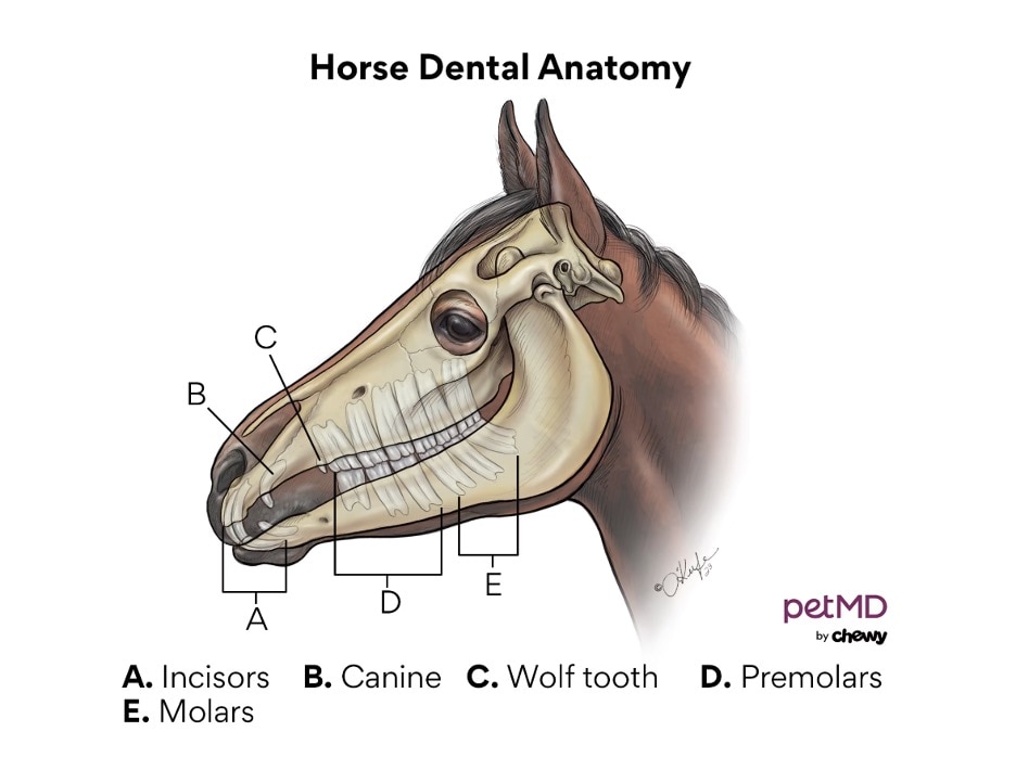 Horse dental anatomy illustration