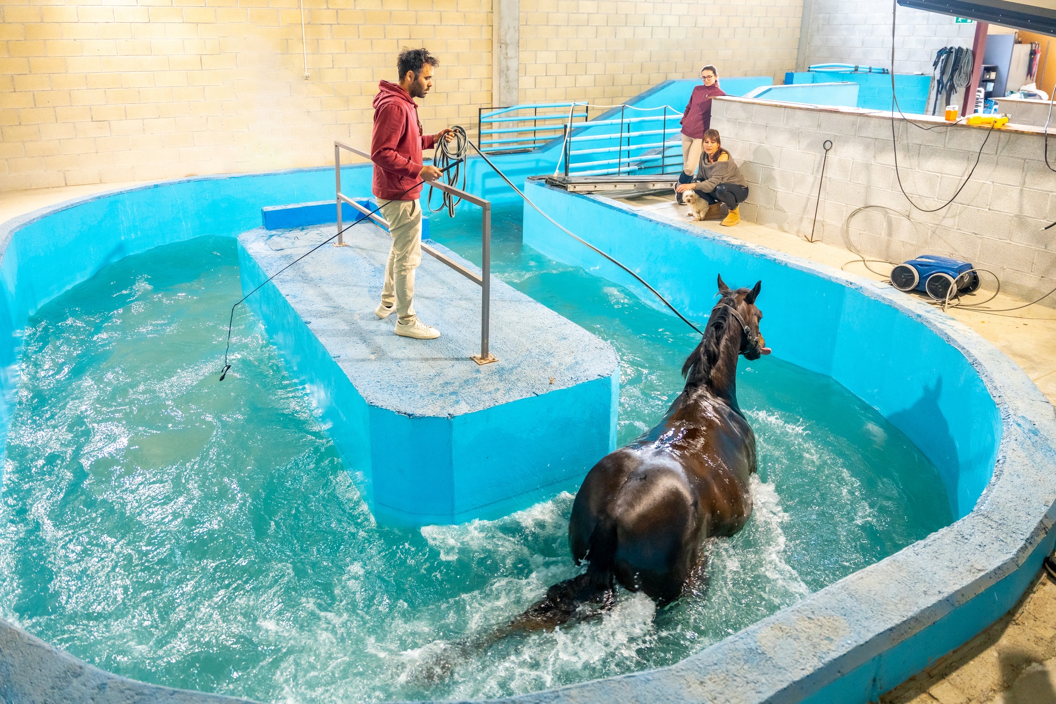 horse hydrotherapy