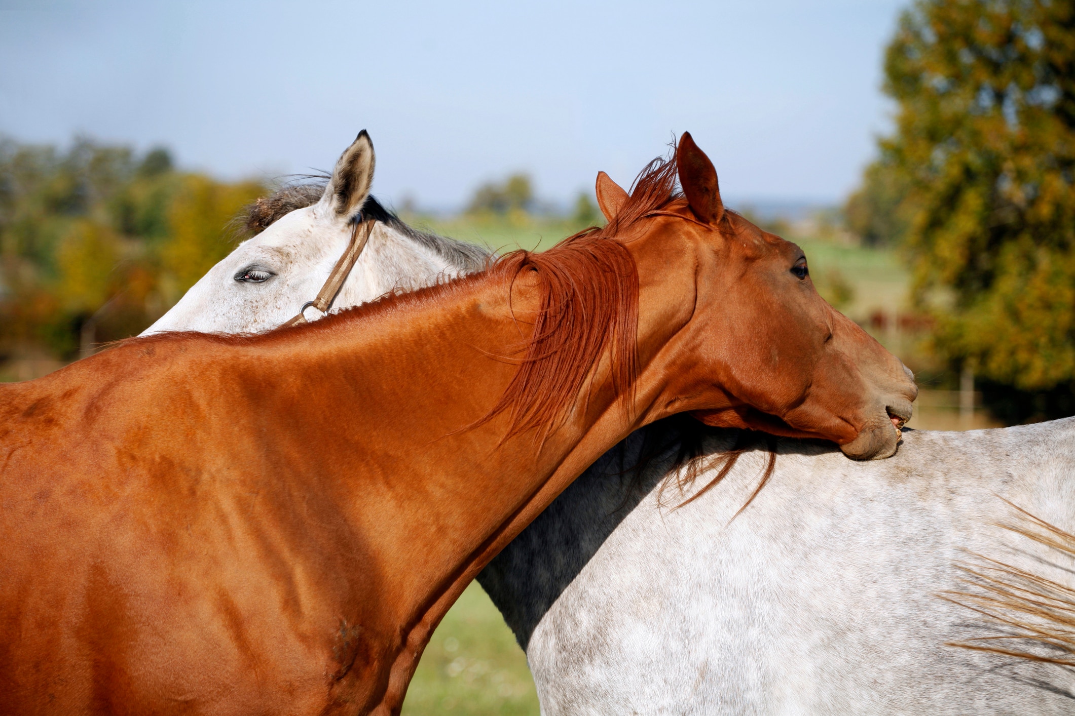 Two horses grooming each other
