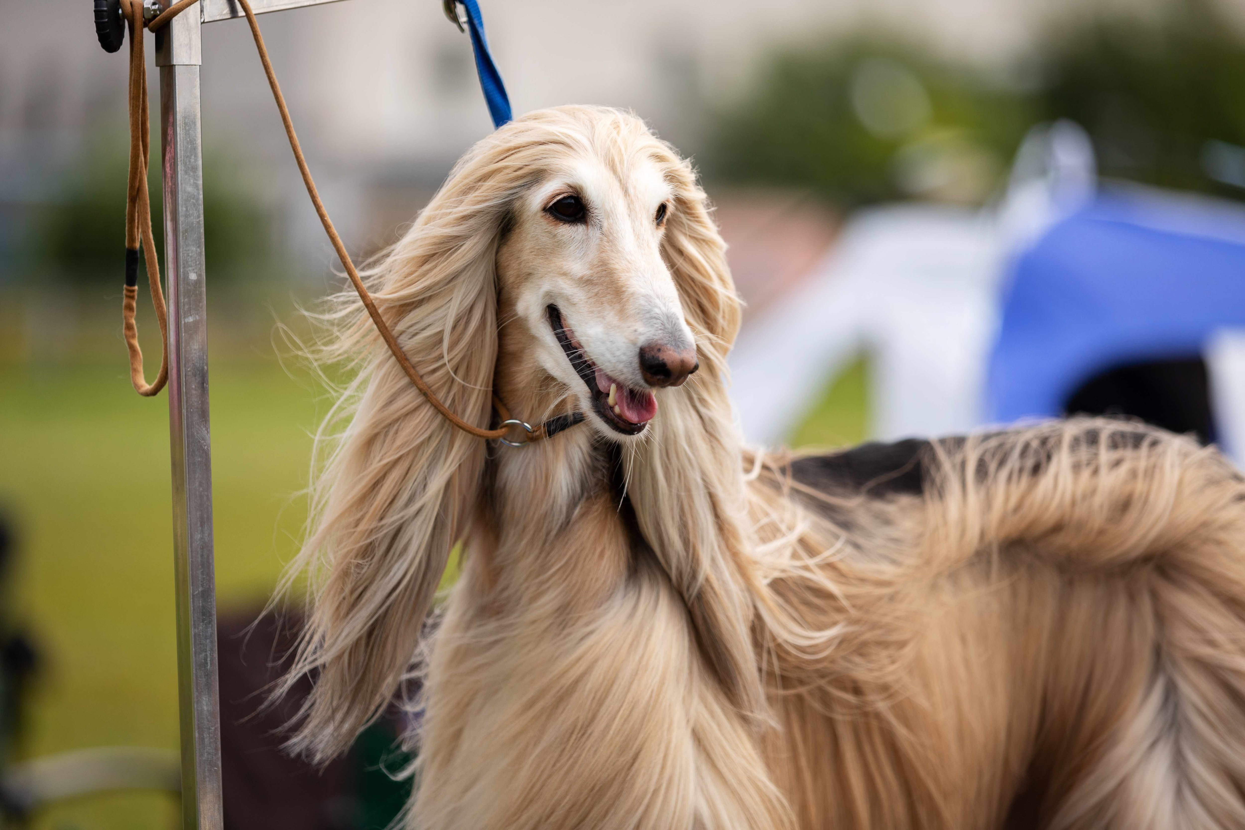 sandy-colored afghan hound with hair blowing in the wind