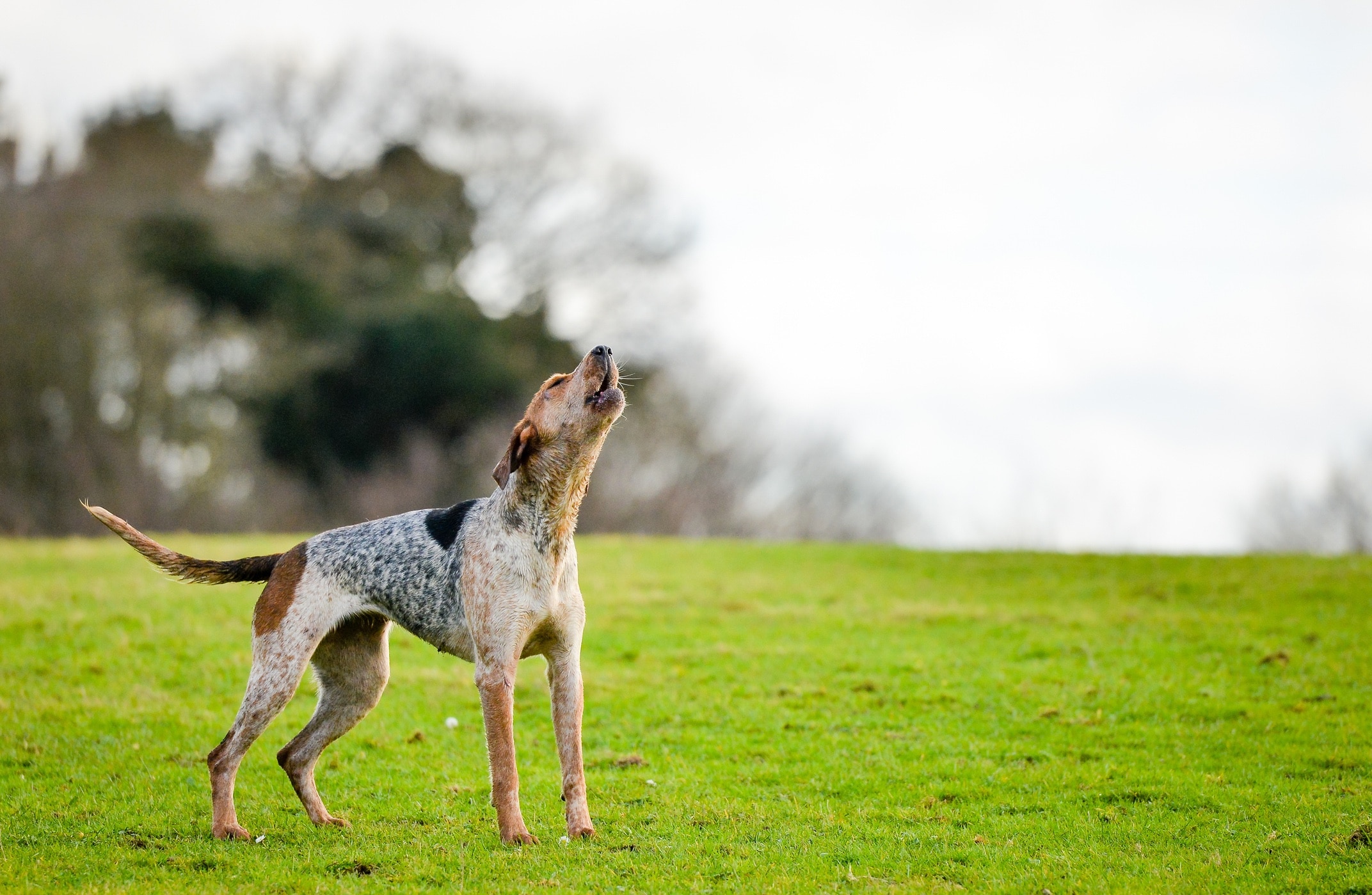 american english coonhound howling
