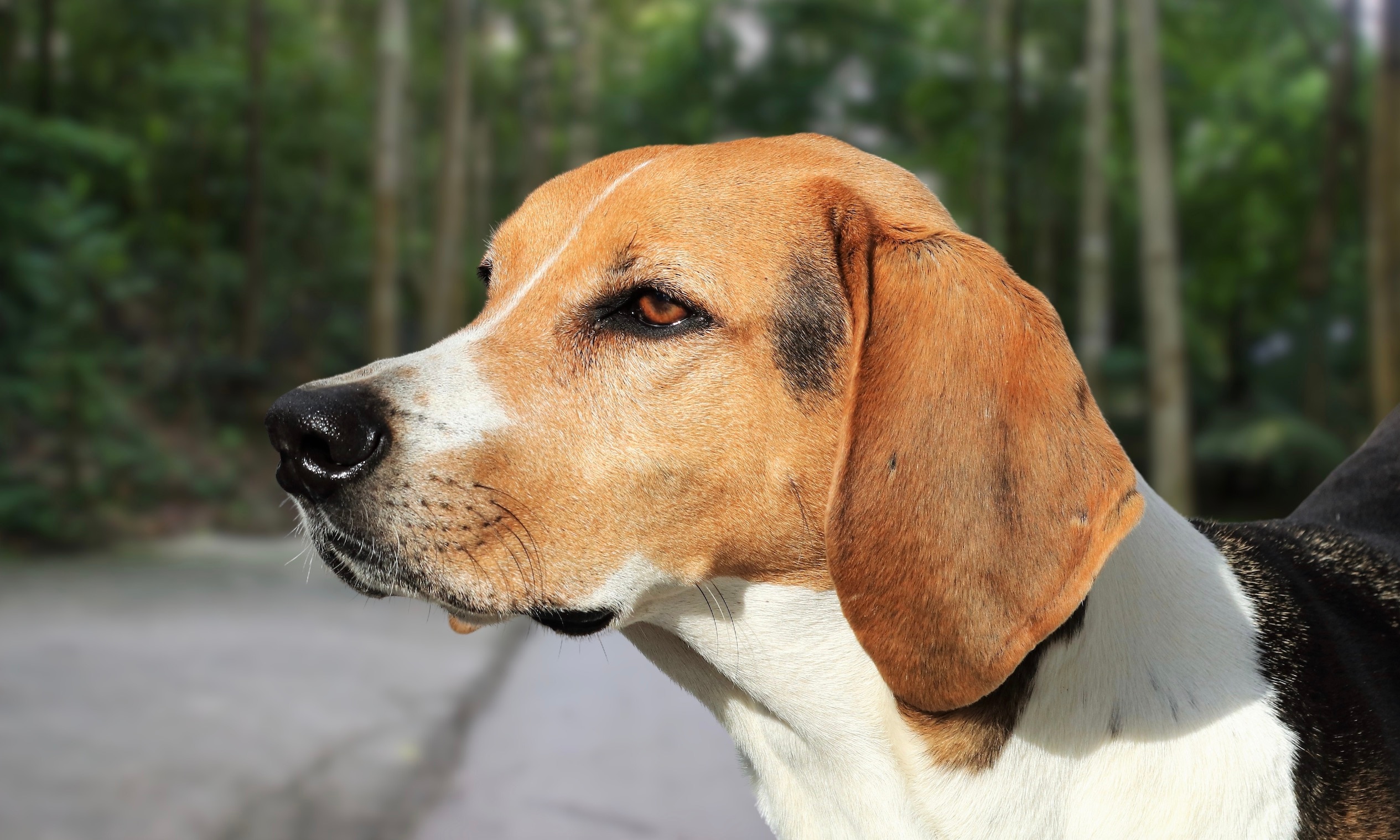 close-up of an american foxhound's profile