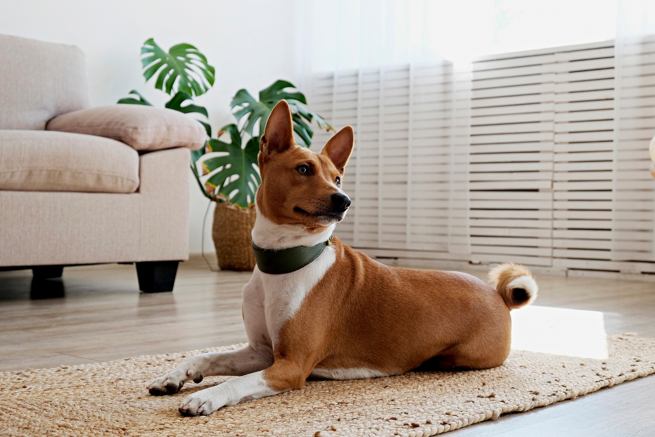 basenji dog lying on a living room floor